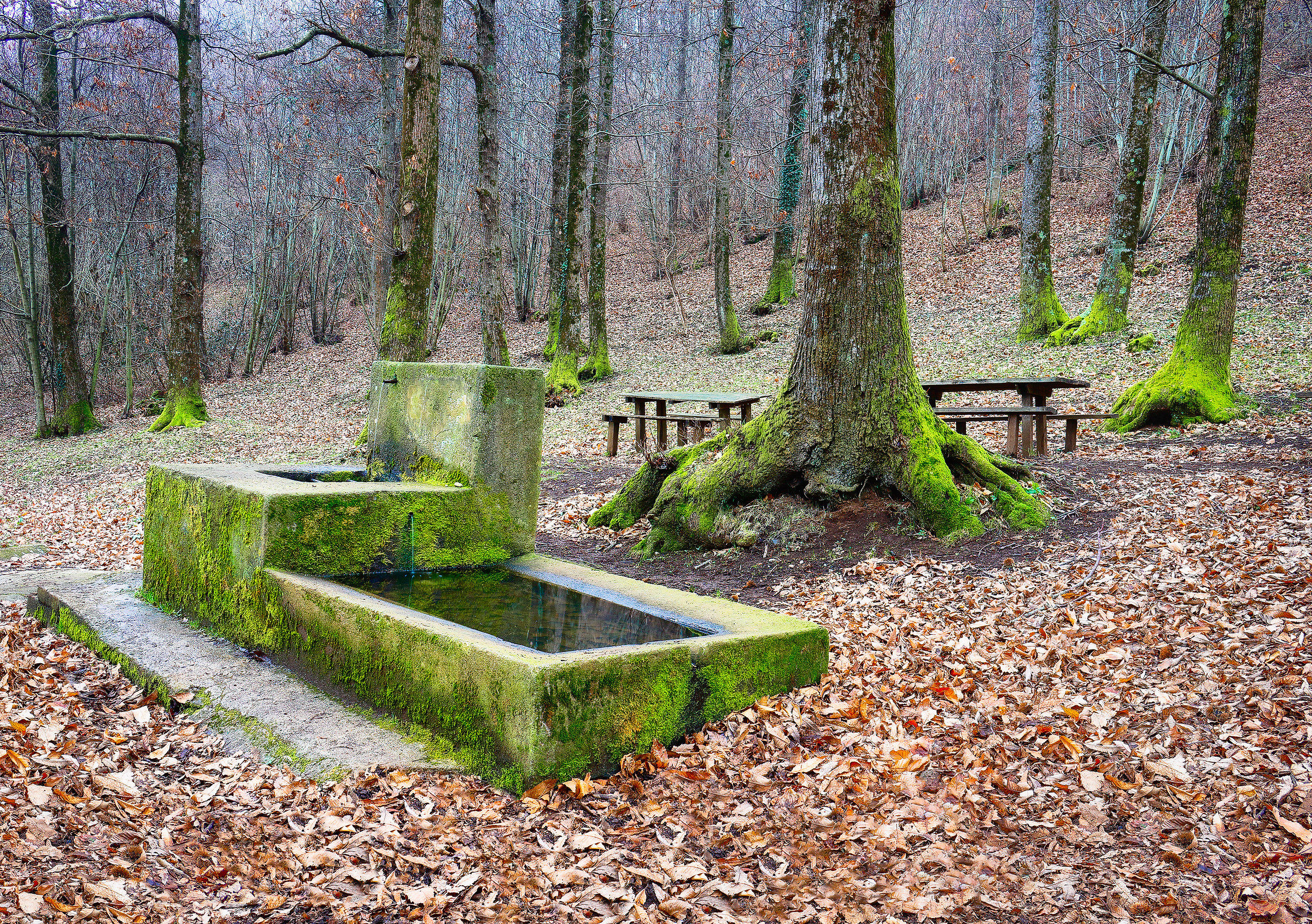 A fountain in the woods...