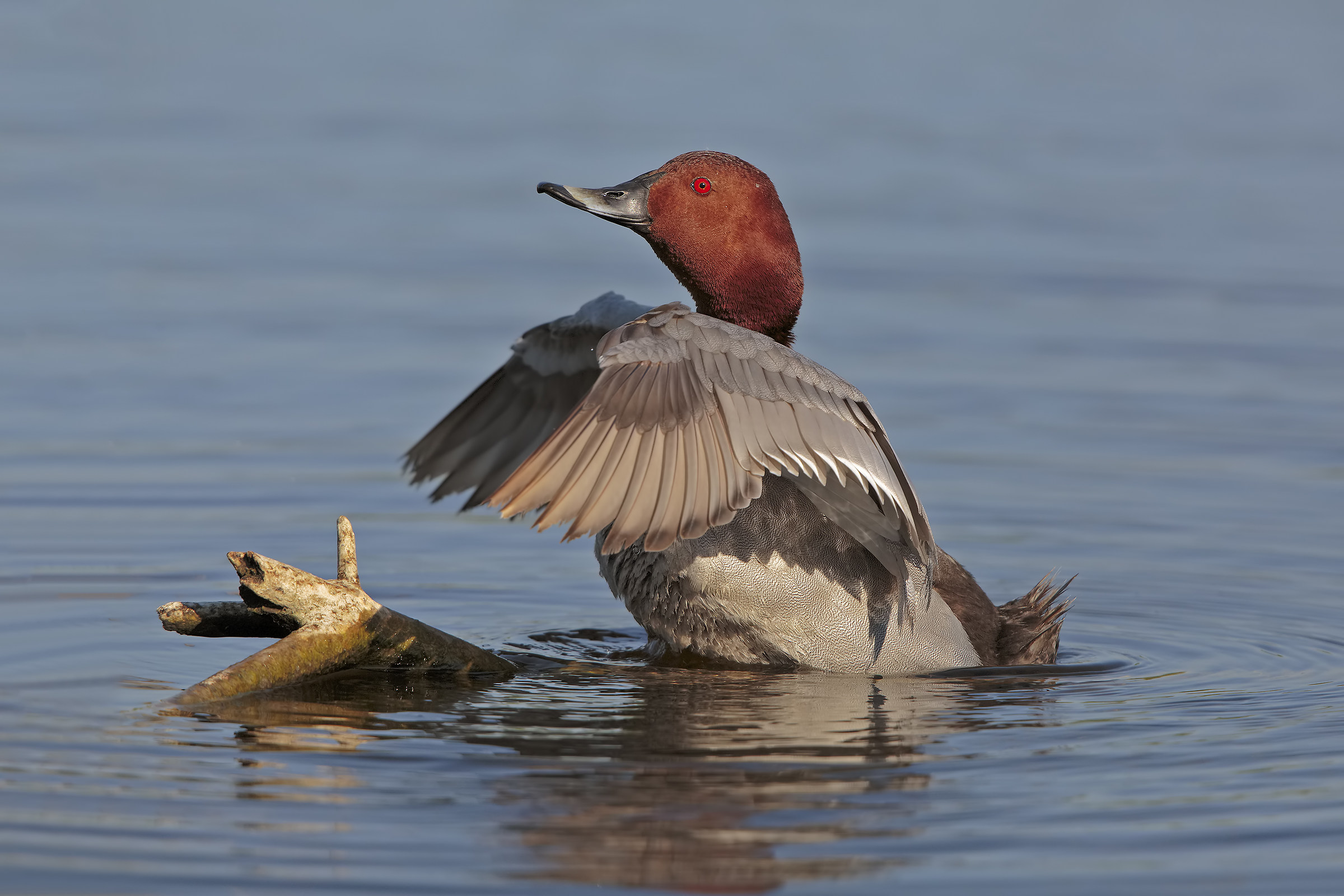 Pochard...