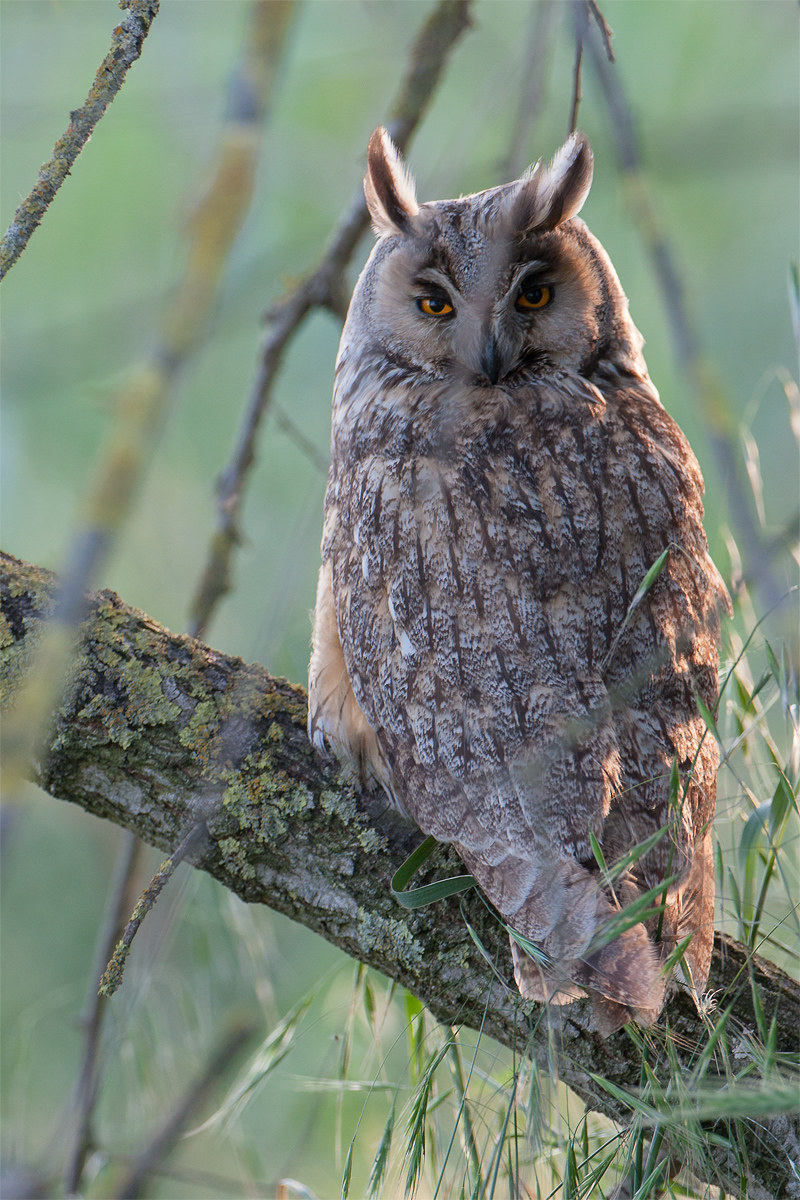 Common owl...
