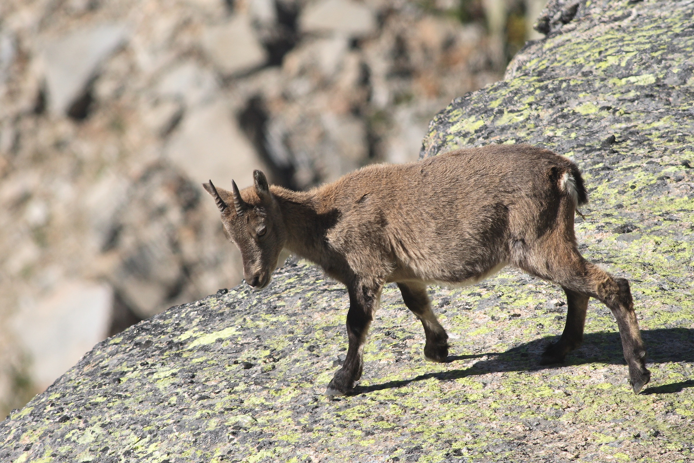 Ibex female, Nivolet Hill...