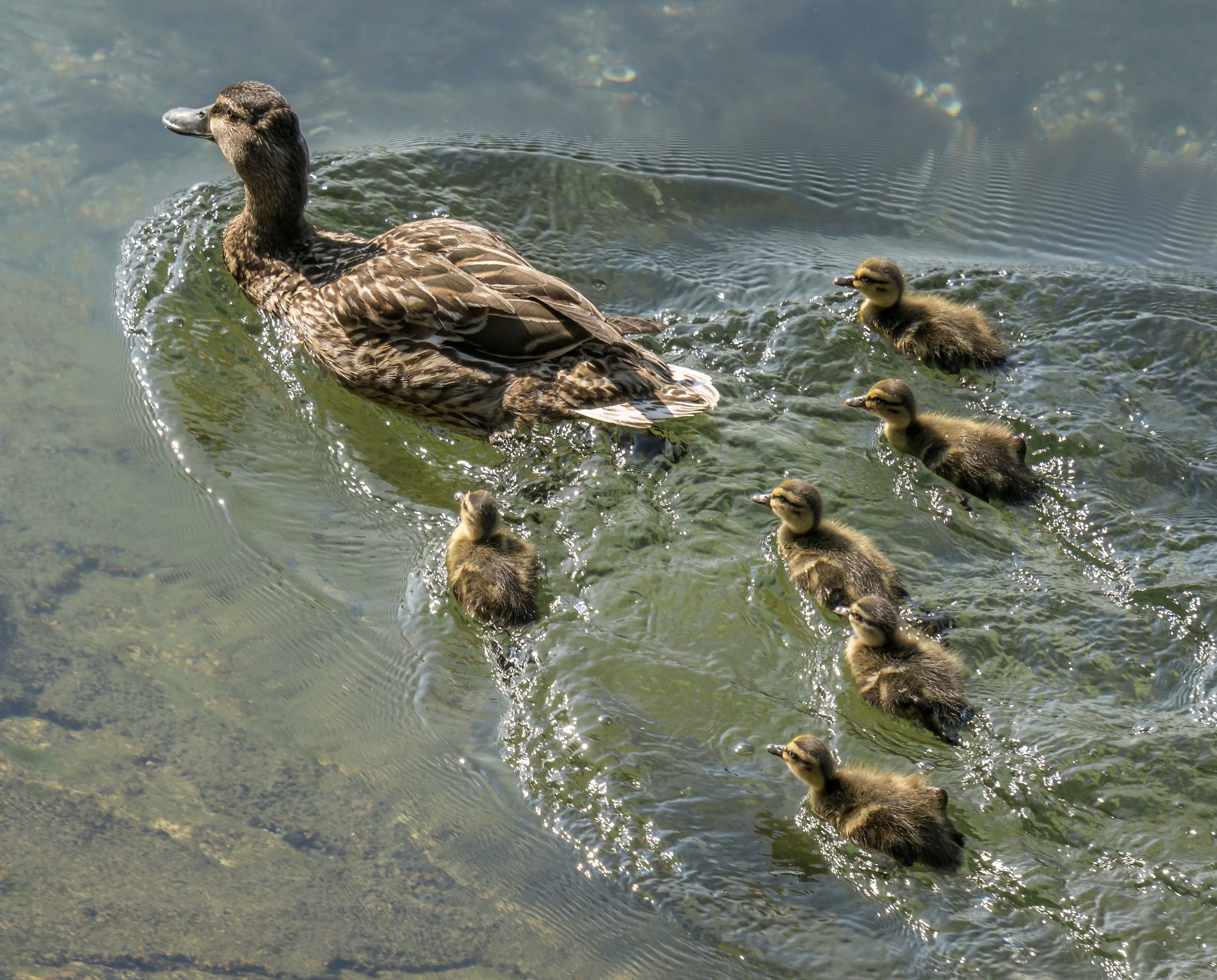 Cuddly female with six chicks - 2...