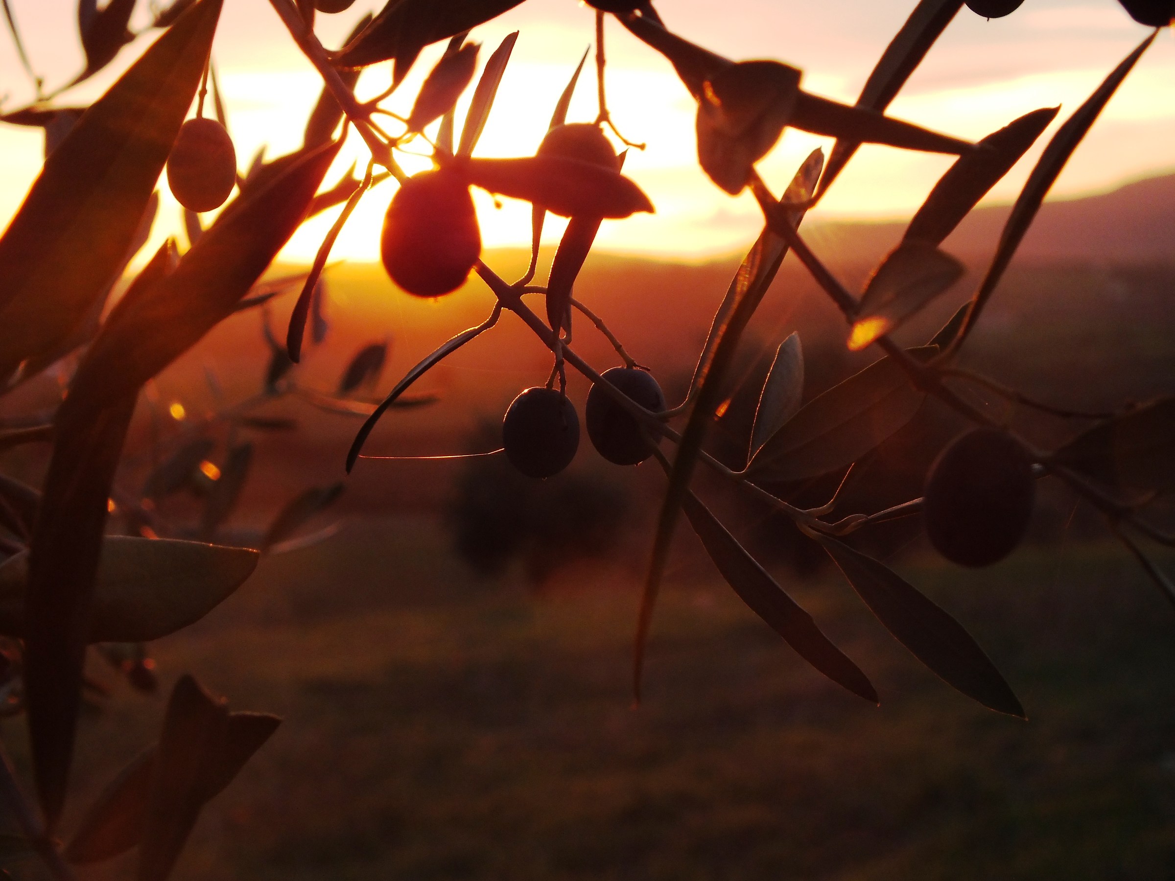 Sunset in the olive grove...