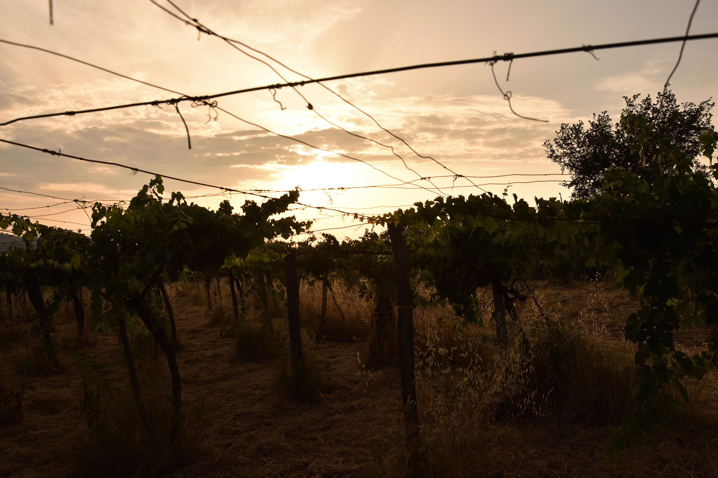 Vineyard at sunset...