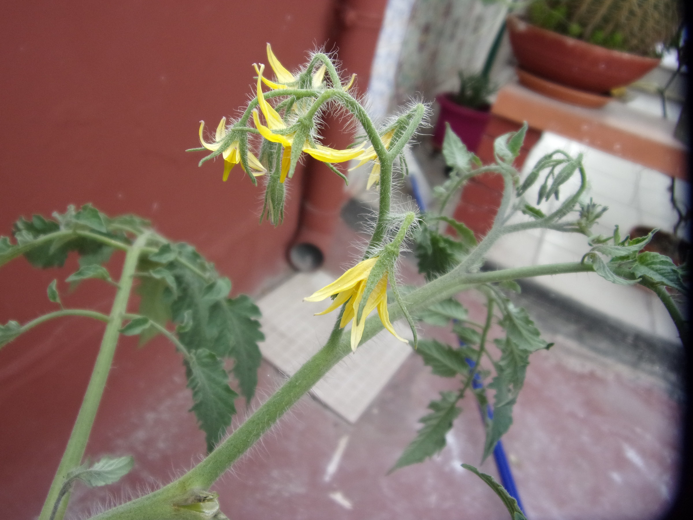 Tomato flowers...