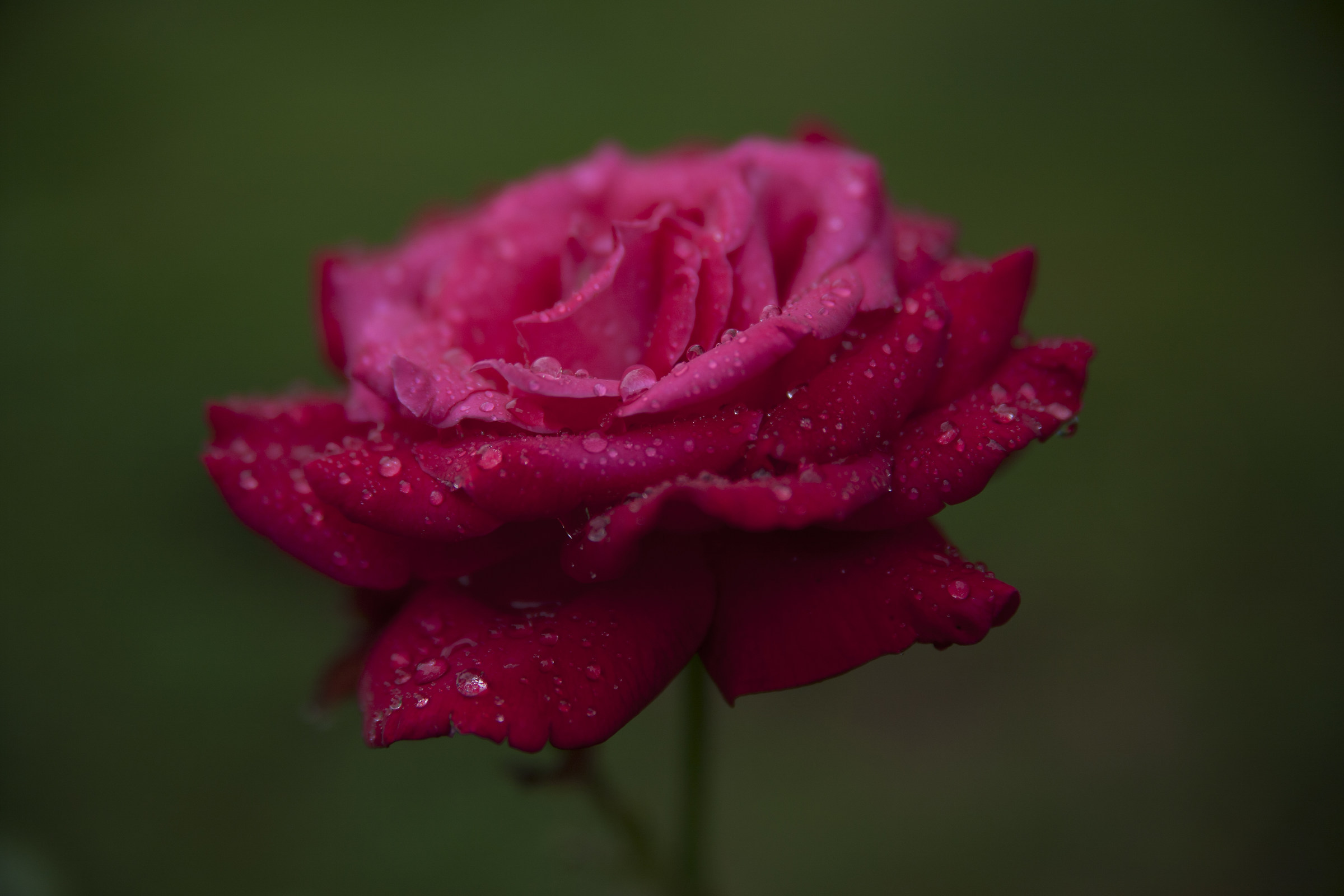 Rose after rain...