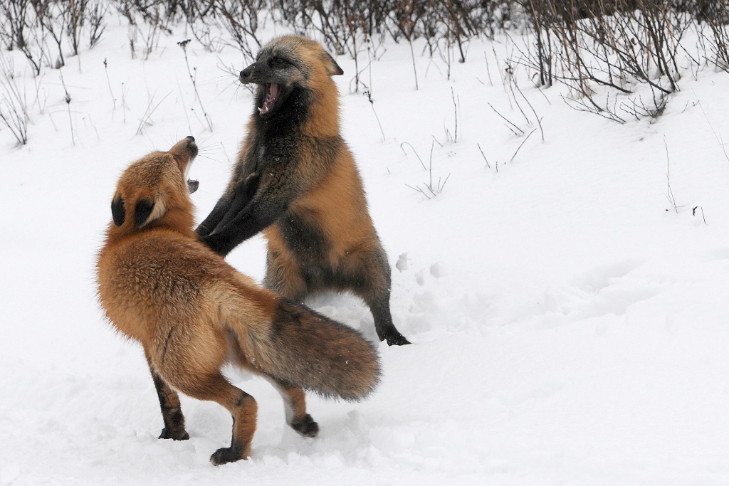 Fighting Foxes...