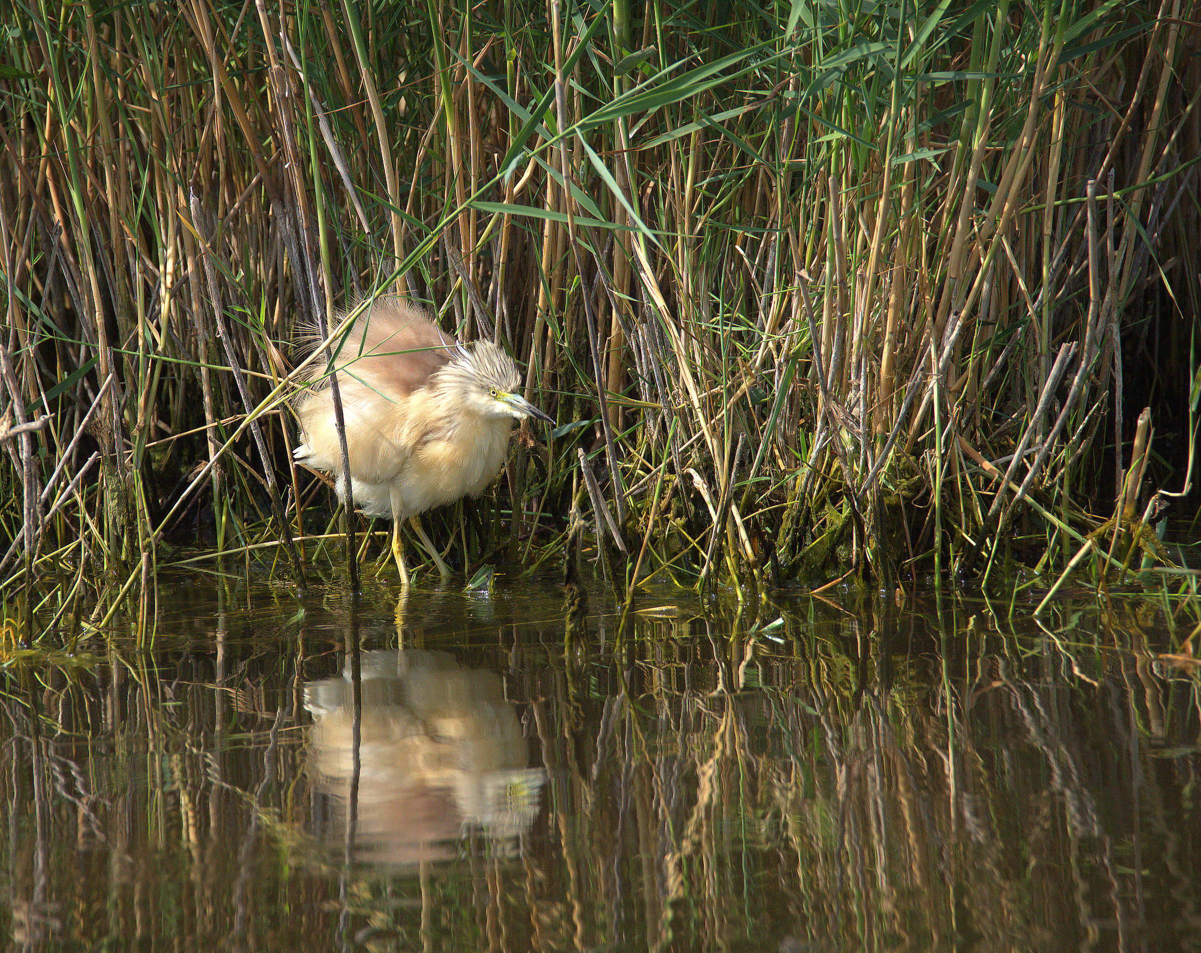 Squacco heron...
