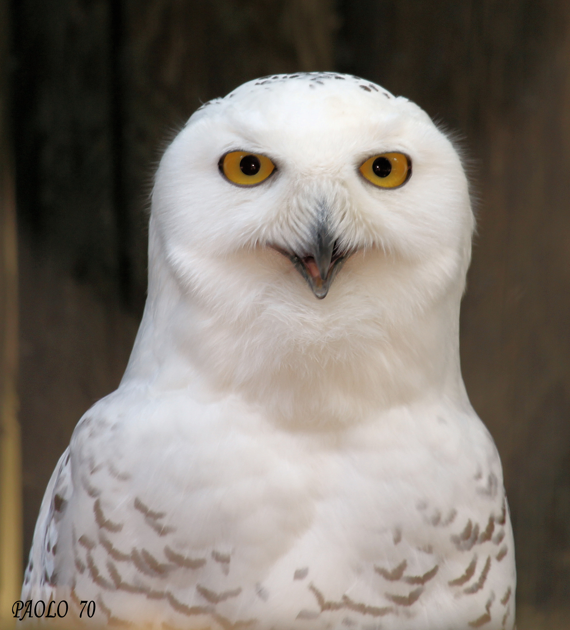 The snow white owl of the fauna park "the corn...
