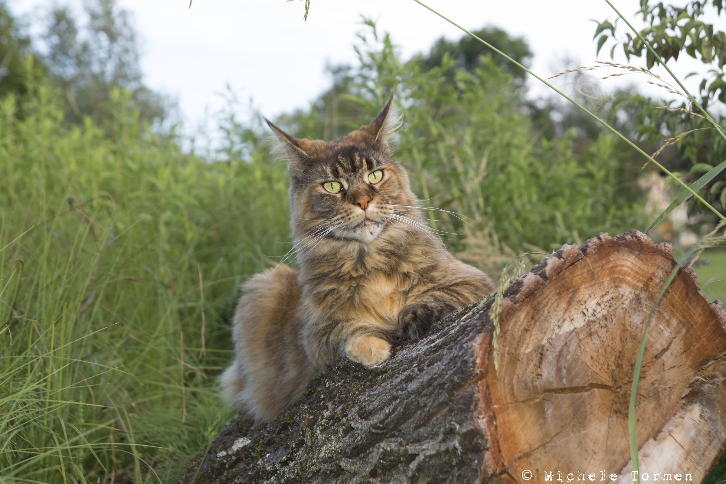 Miss Cat 2017...