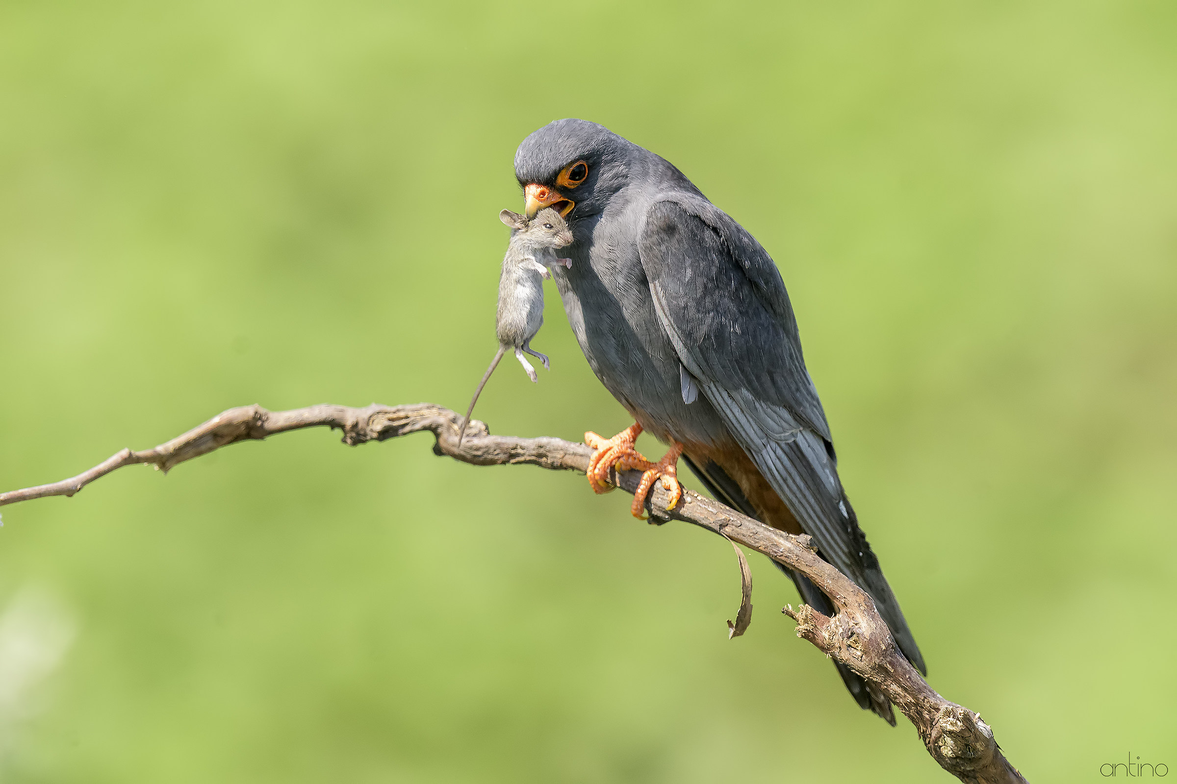 Falcon cuckoo male...