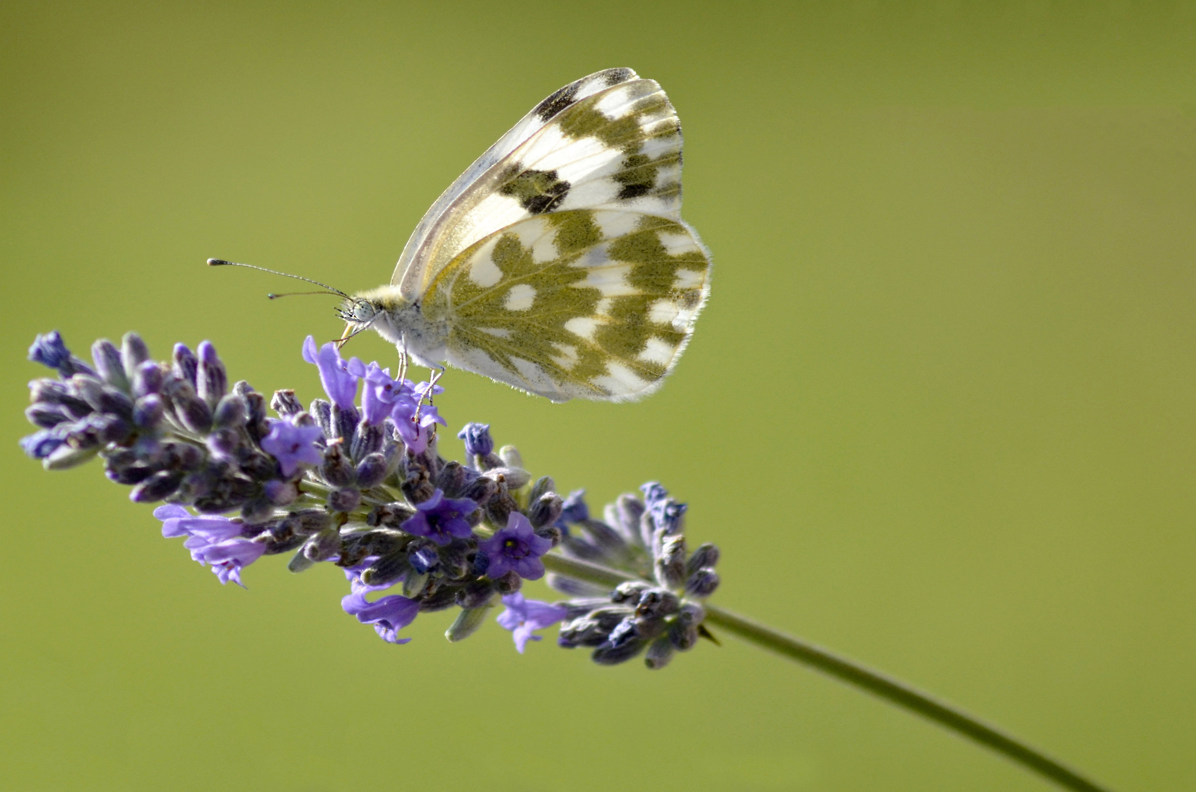 Pieris edusa...