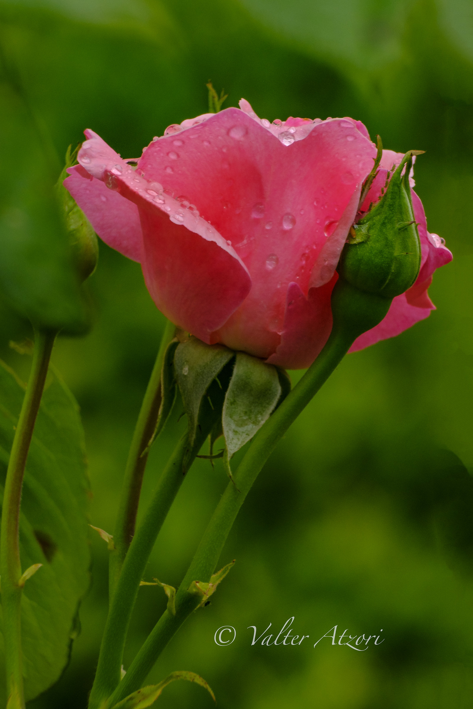 Wet rose bud...