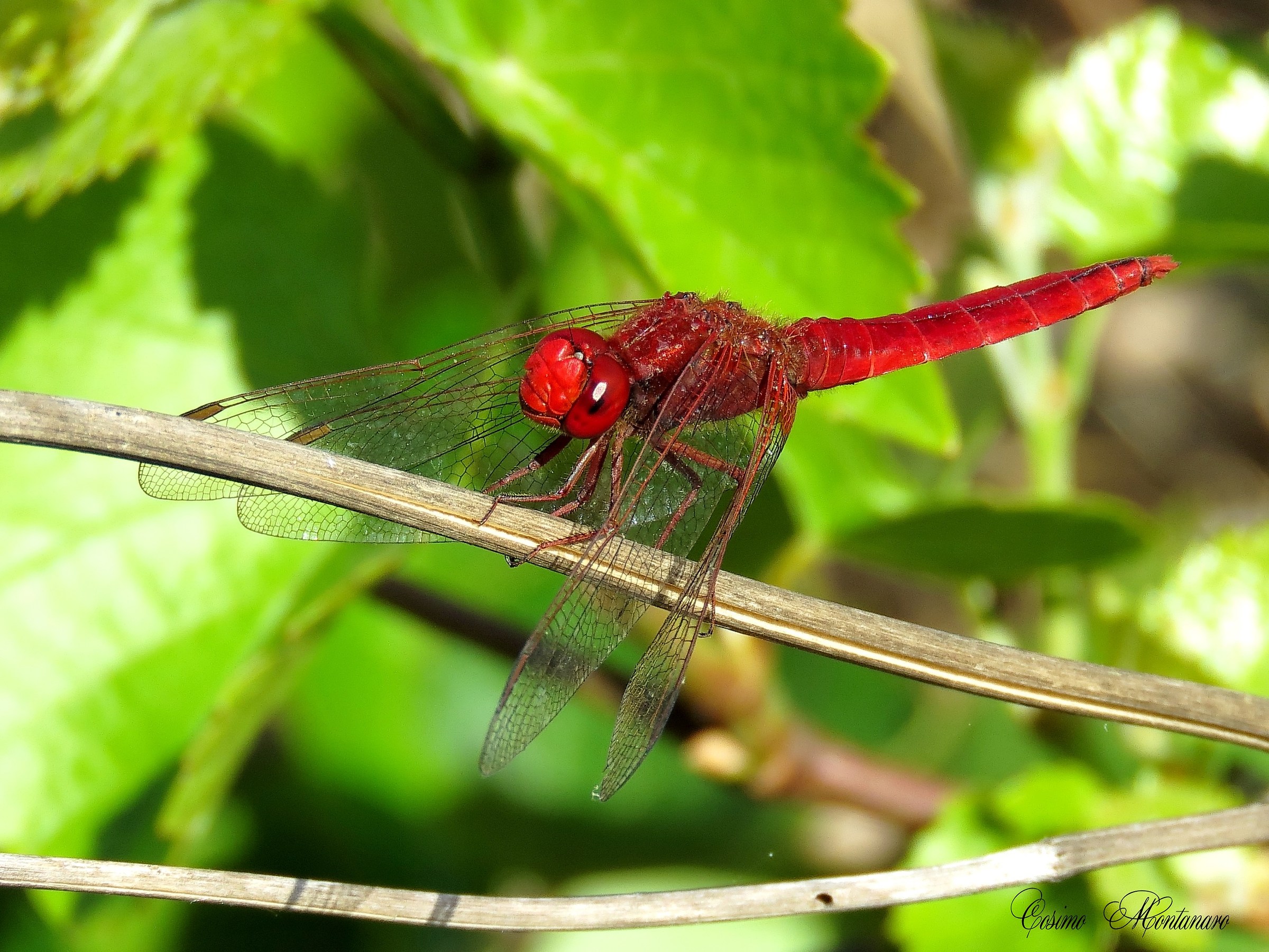 Crocothemis erythraea...