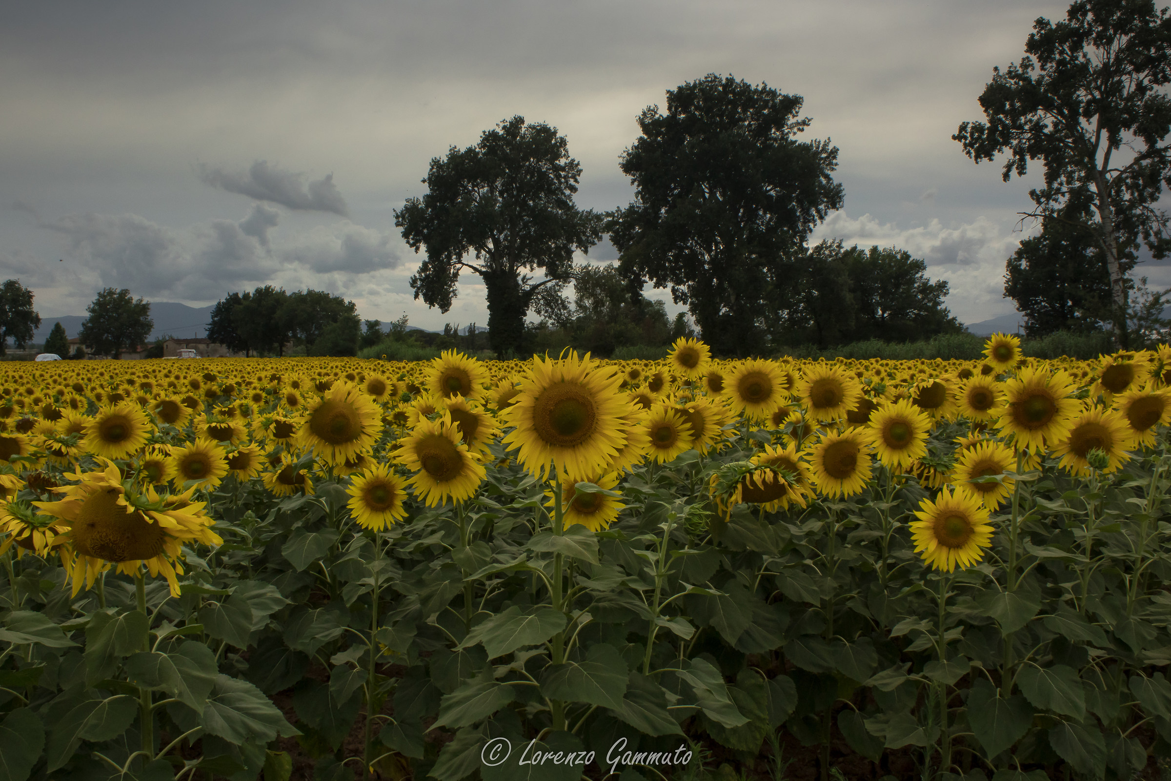 Sunflowers...