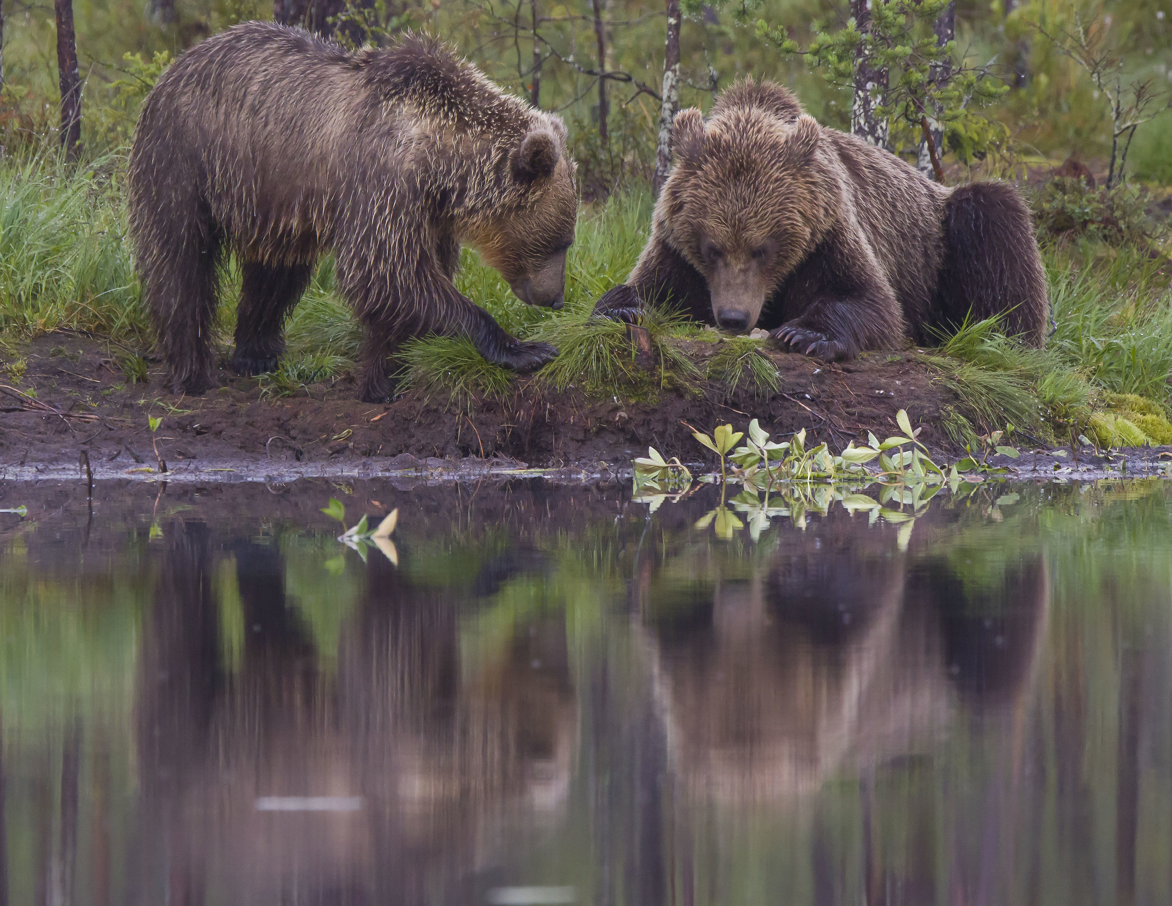 Brown bears ( ursus arctos ) in the finnish forest...