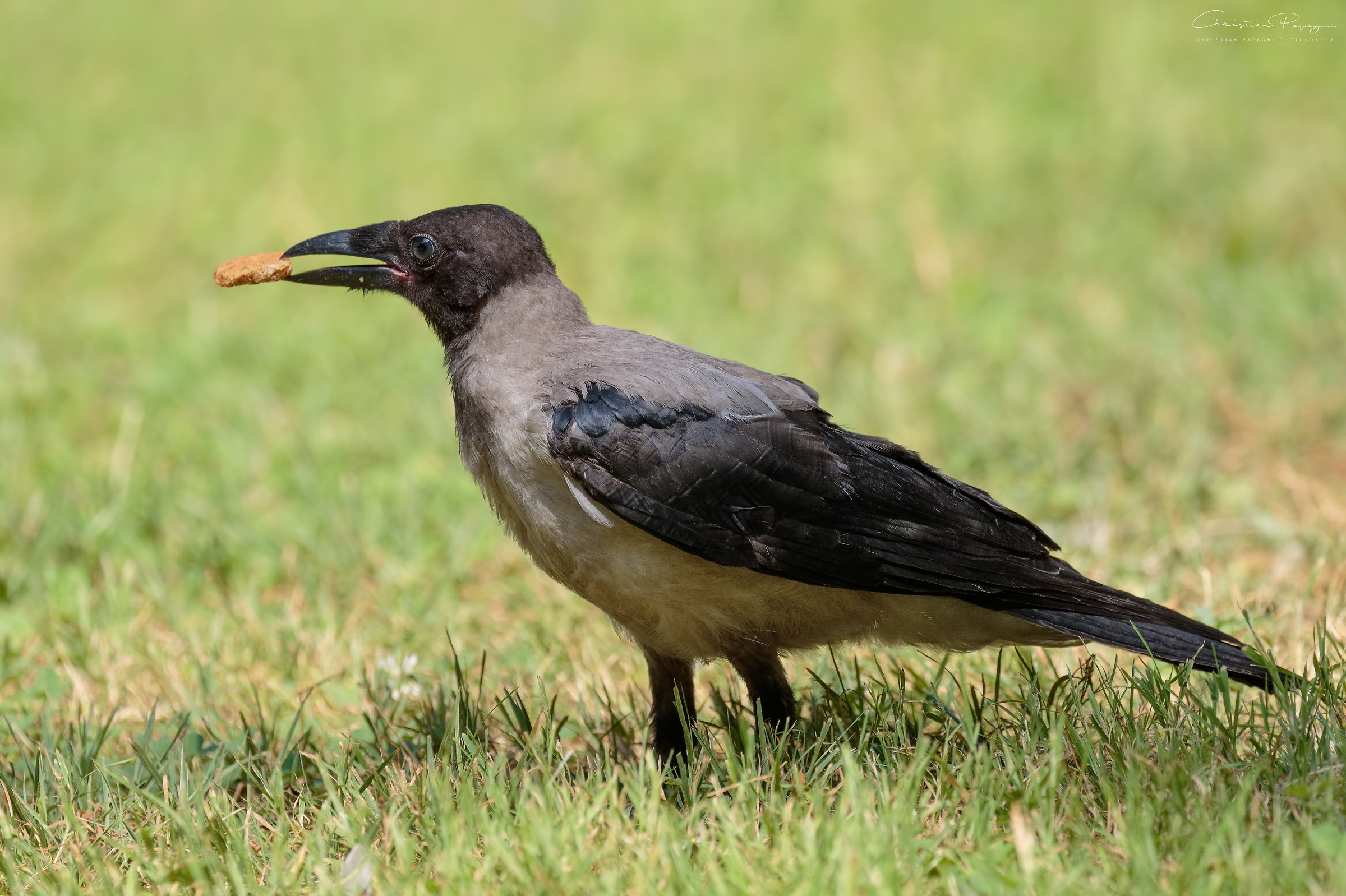 Gray Cornacle - Corvus Cornix...