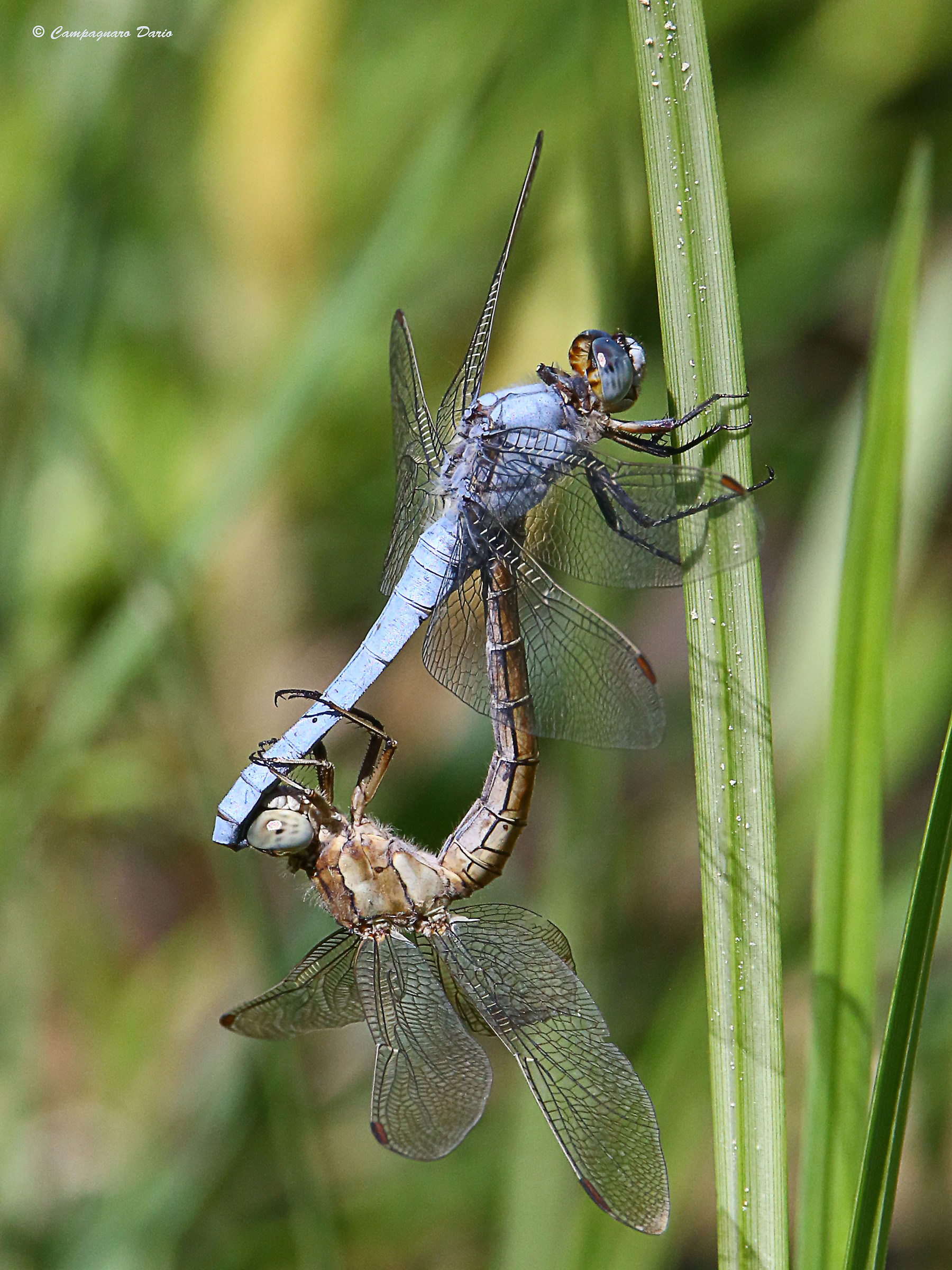 Wild love!...