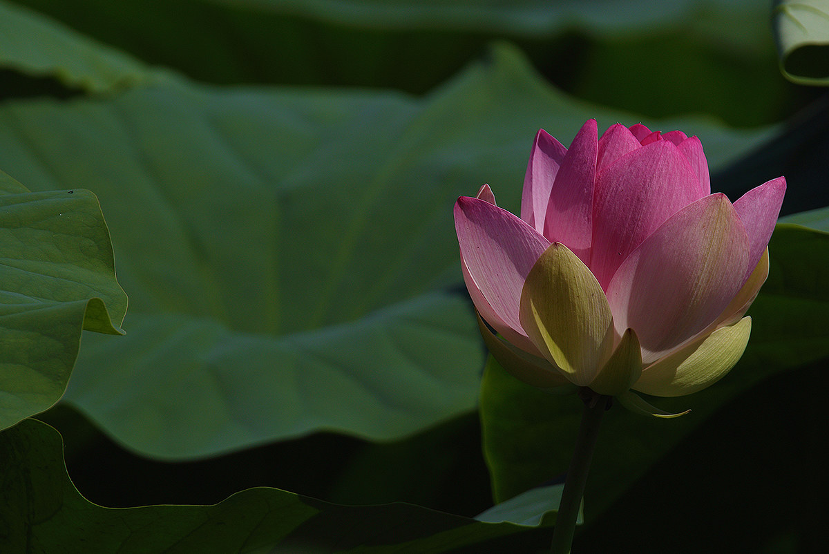 Lotus flower...