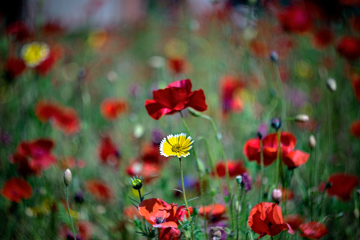 "Alone" in a red poppy swirly field...
