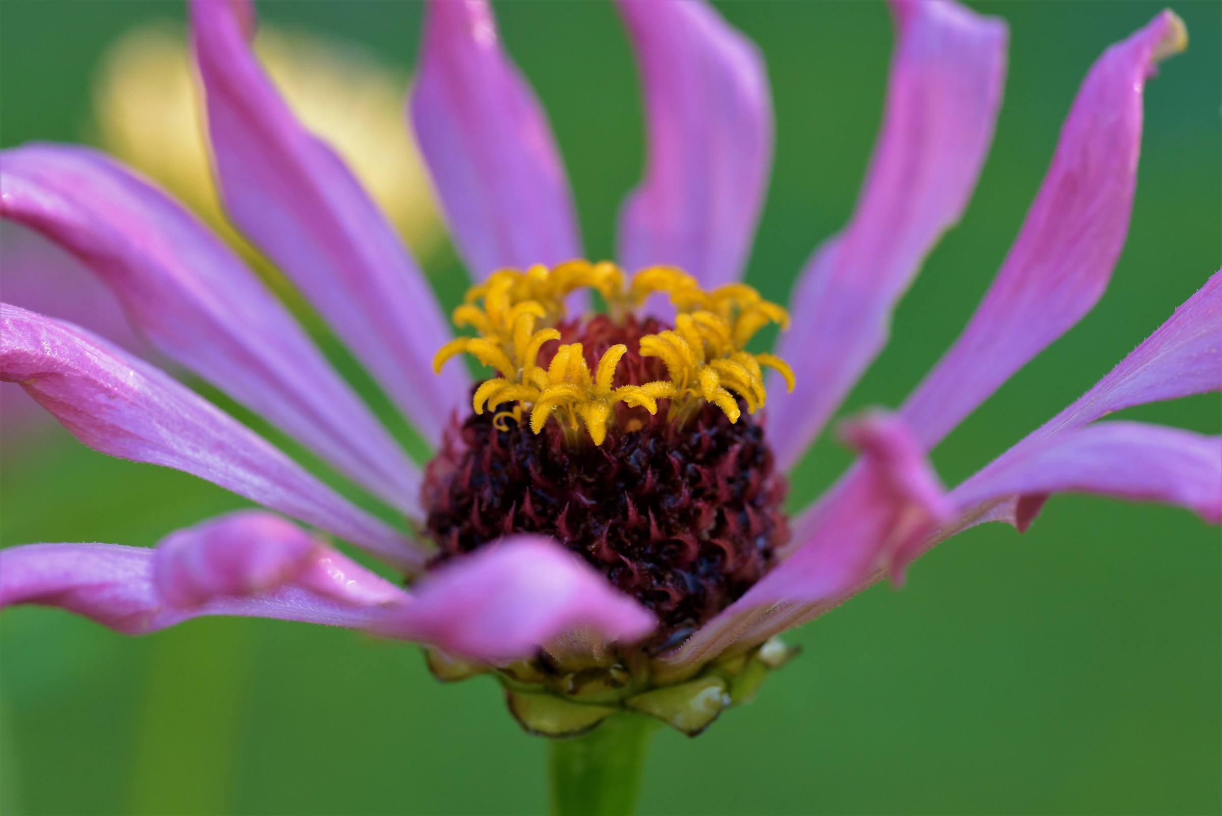 Zinnia...