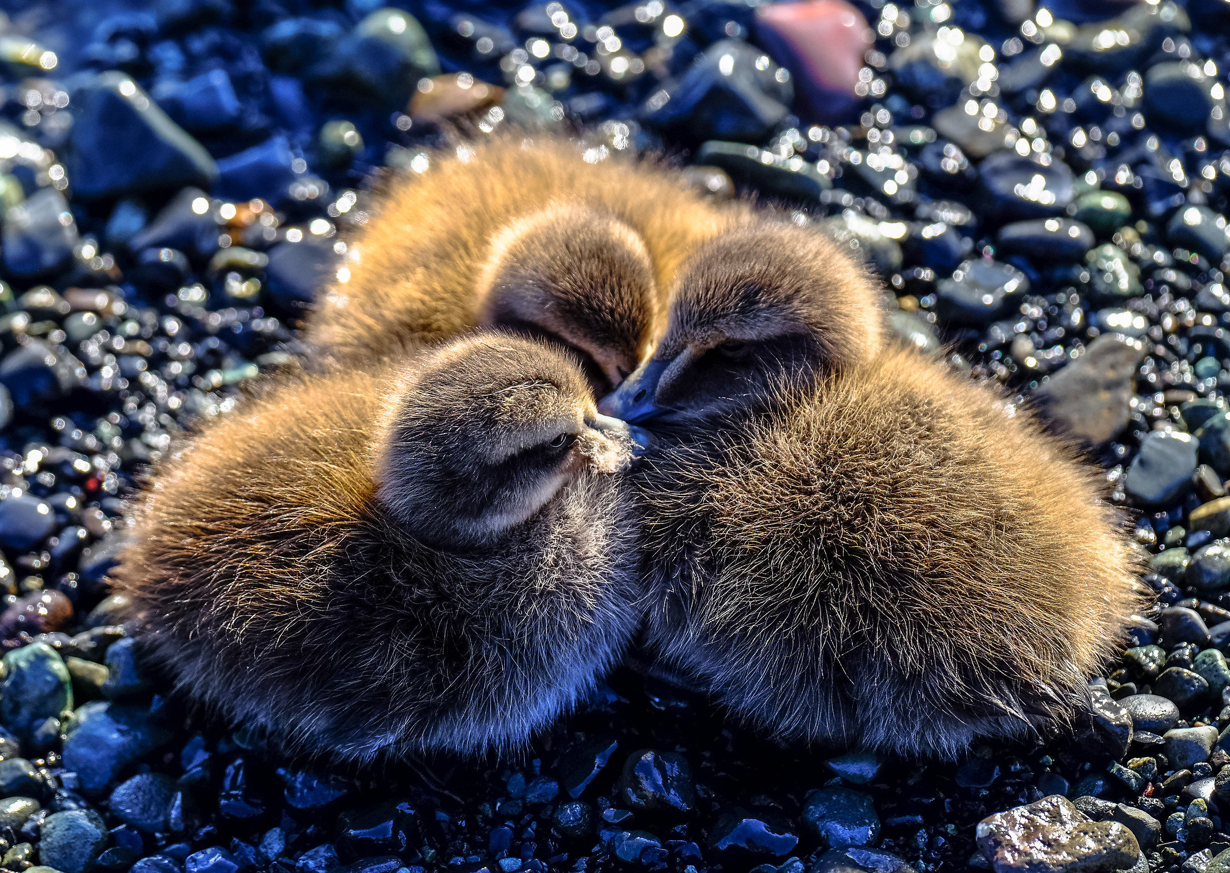 little chicks...