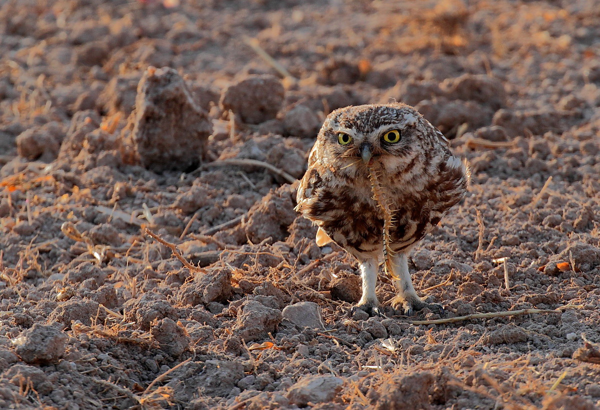 Owl with prey...