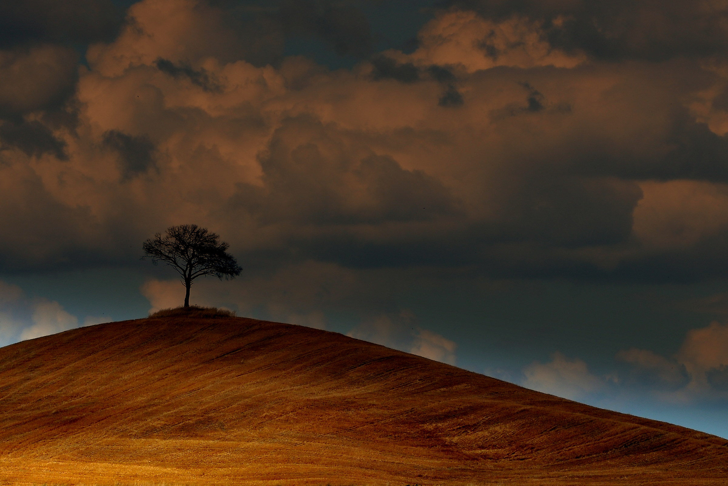 Lonely pine...
