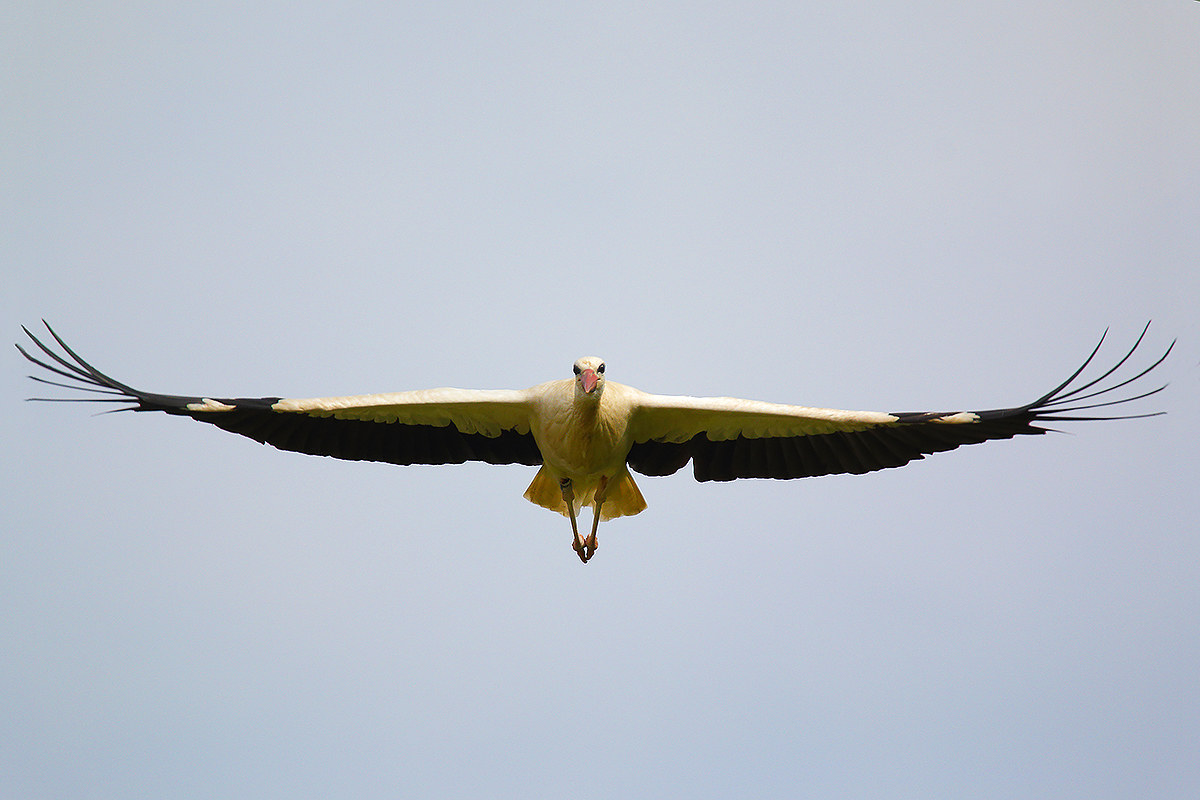 The stork flight2...