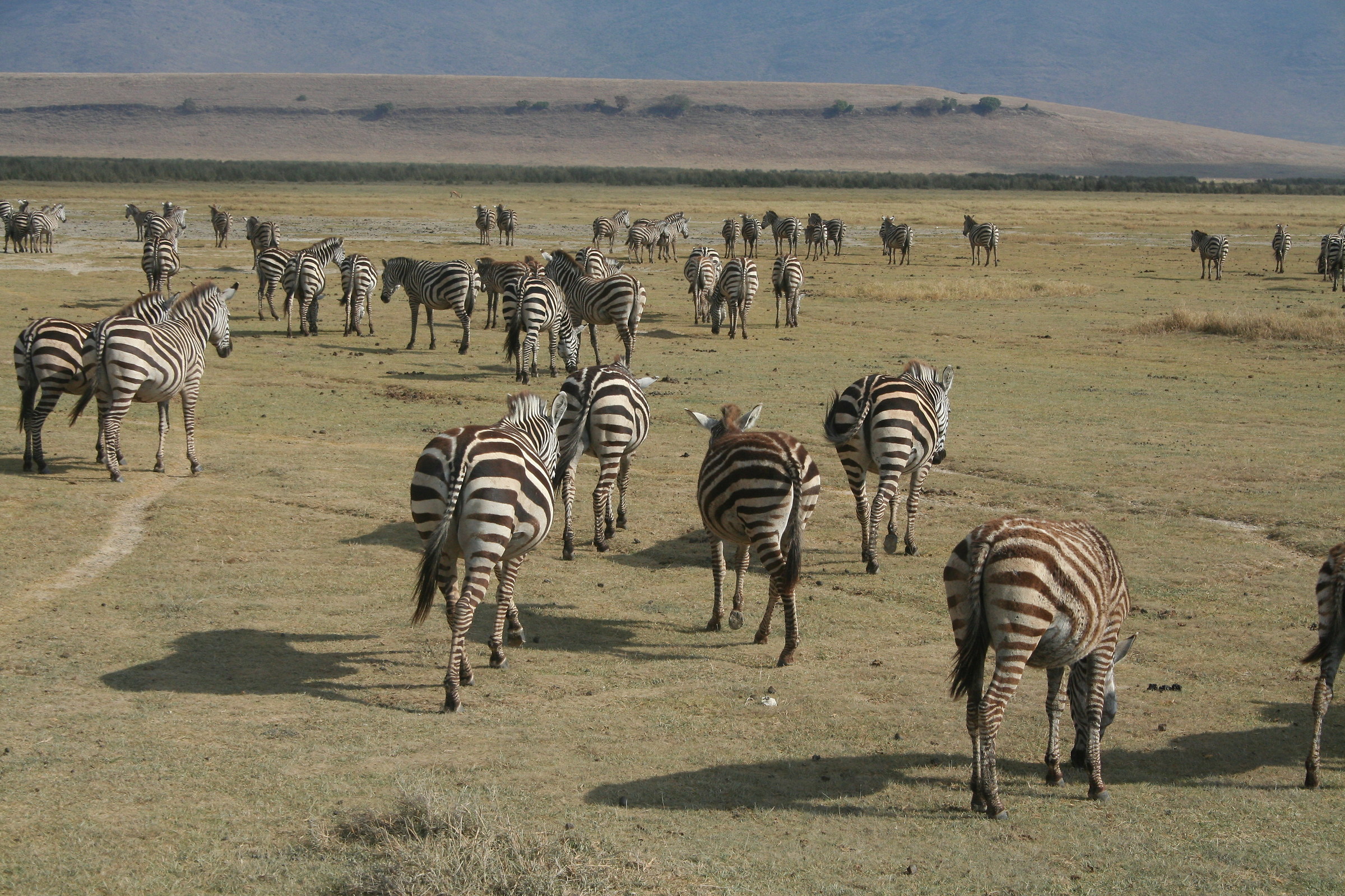 Strisce nel Ngorongoro...