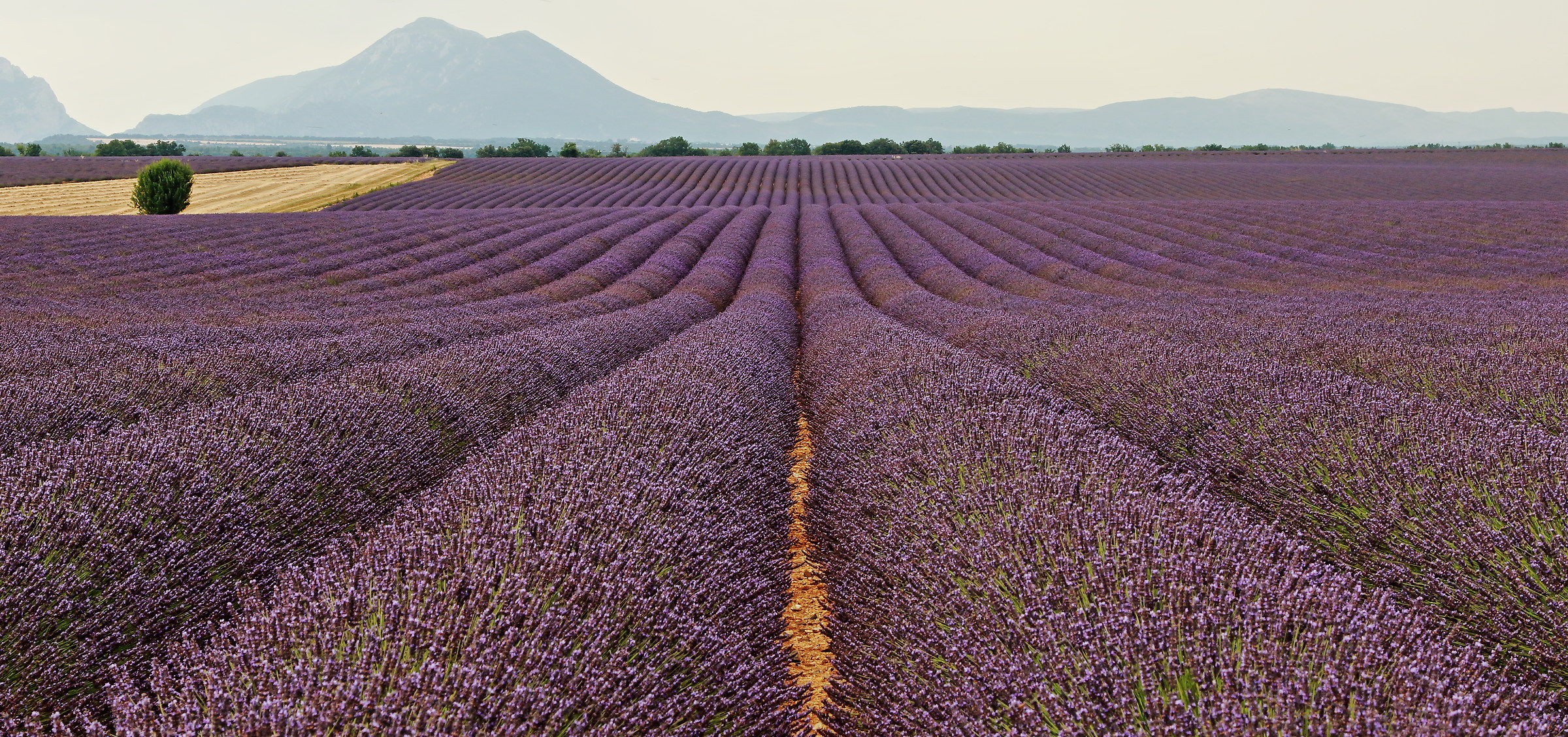 Lavender carpet...