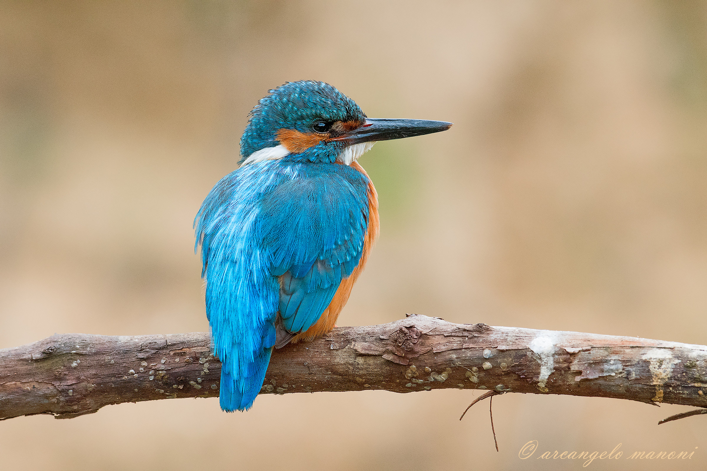 Martino in blue...
