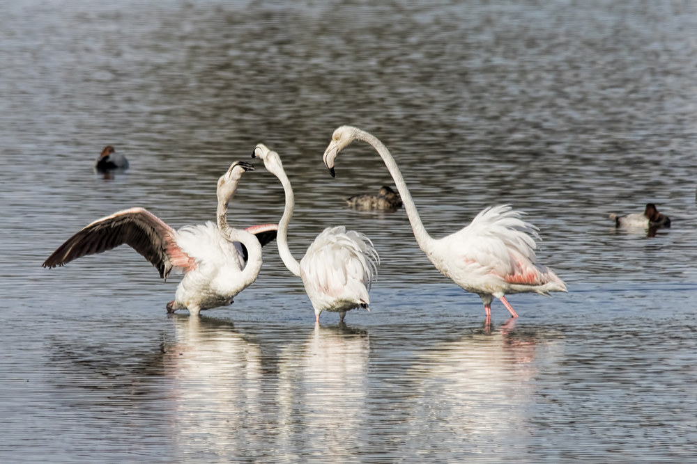 Flamingos...