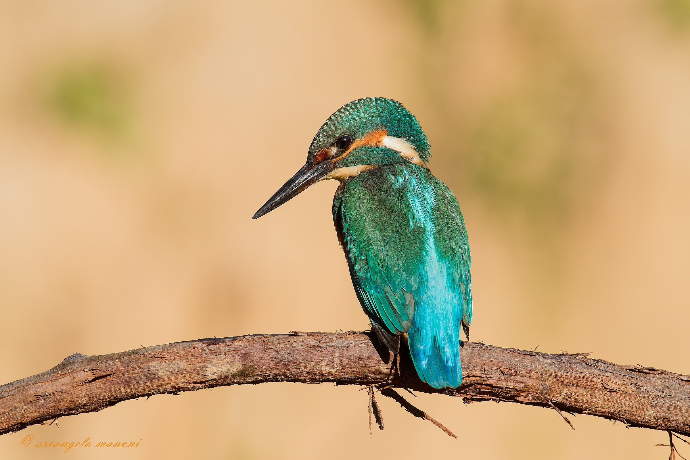 Quando il caleidoscopio martino spara il verde...