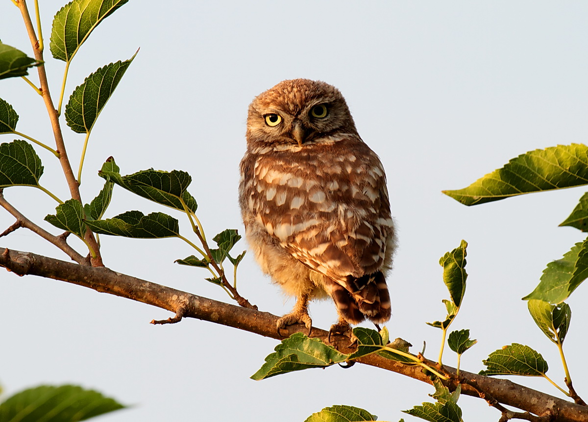 Young owl...