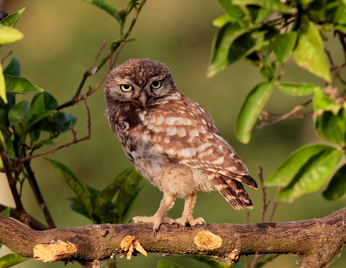Young owl...