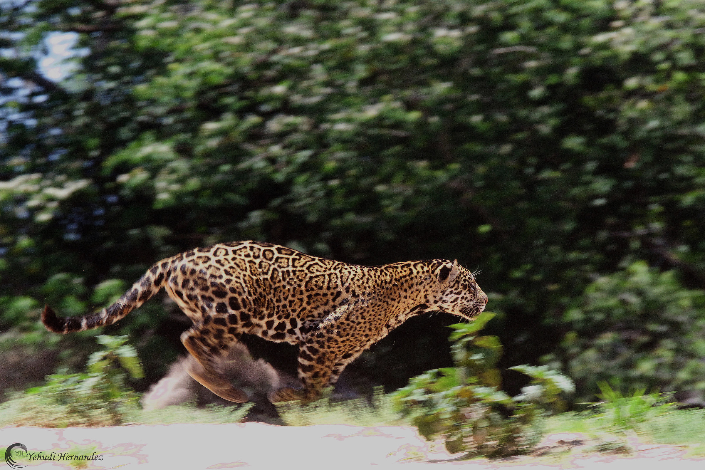 Jaguar on the move...