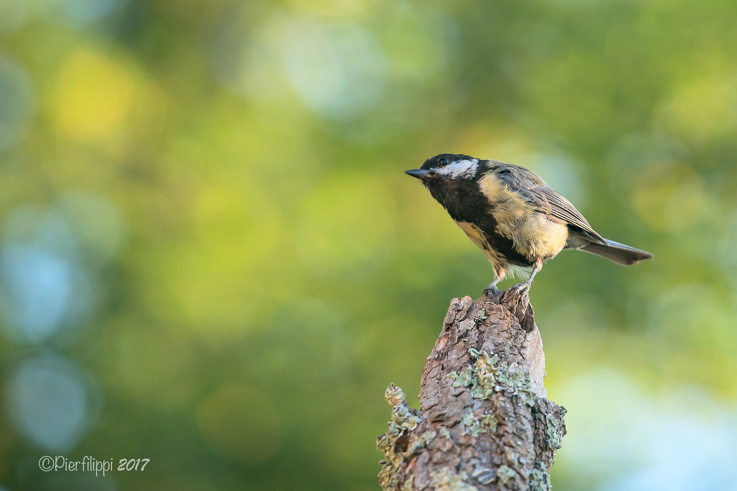 Great Tit...