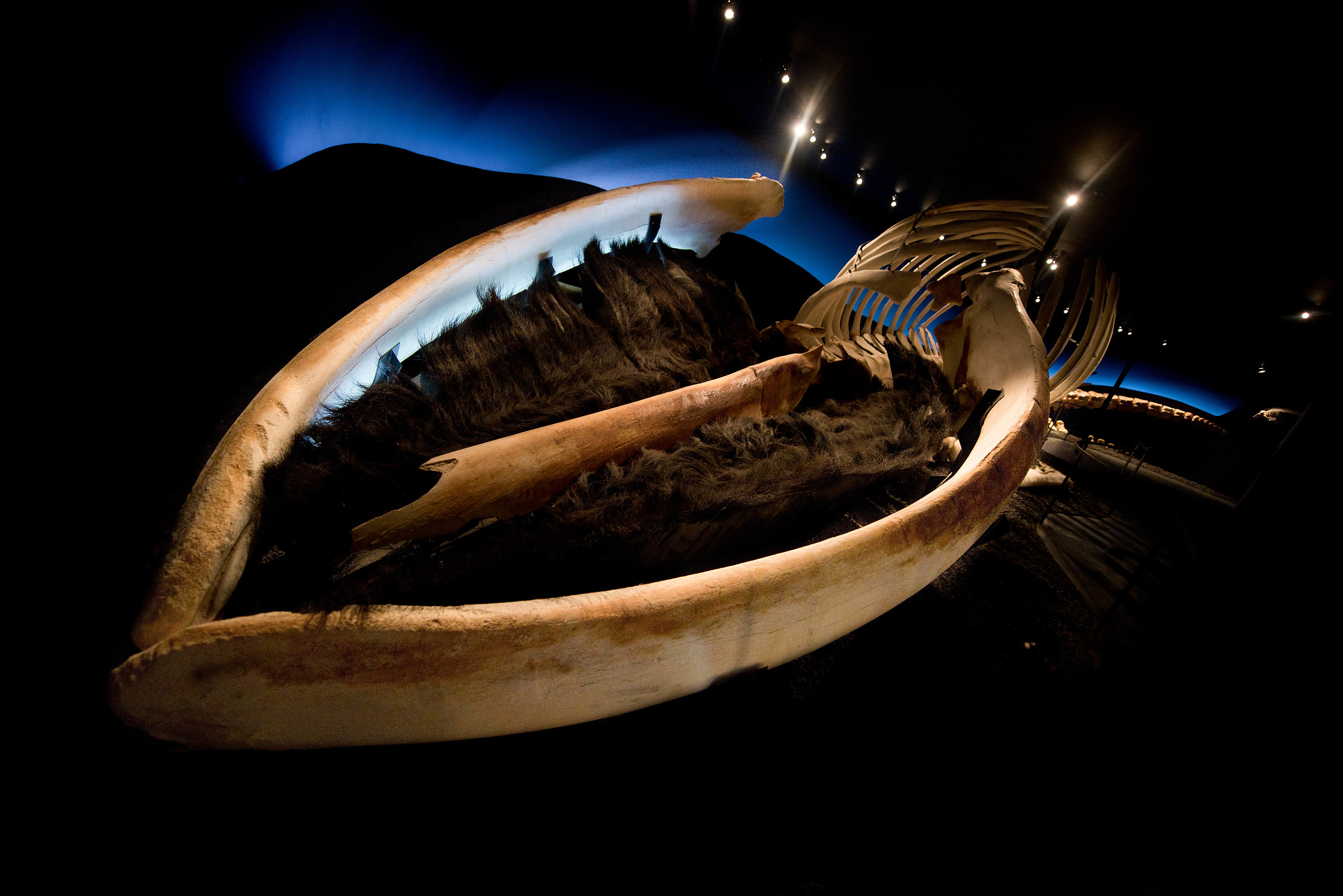Husavik-Museo delle balene....
