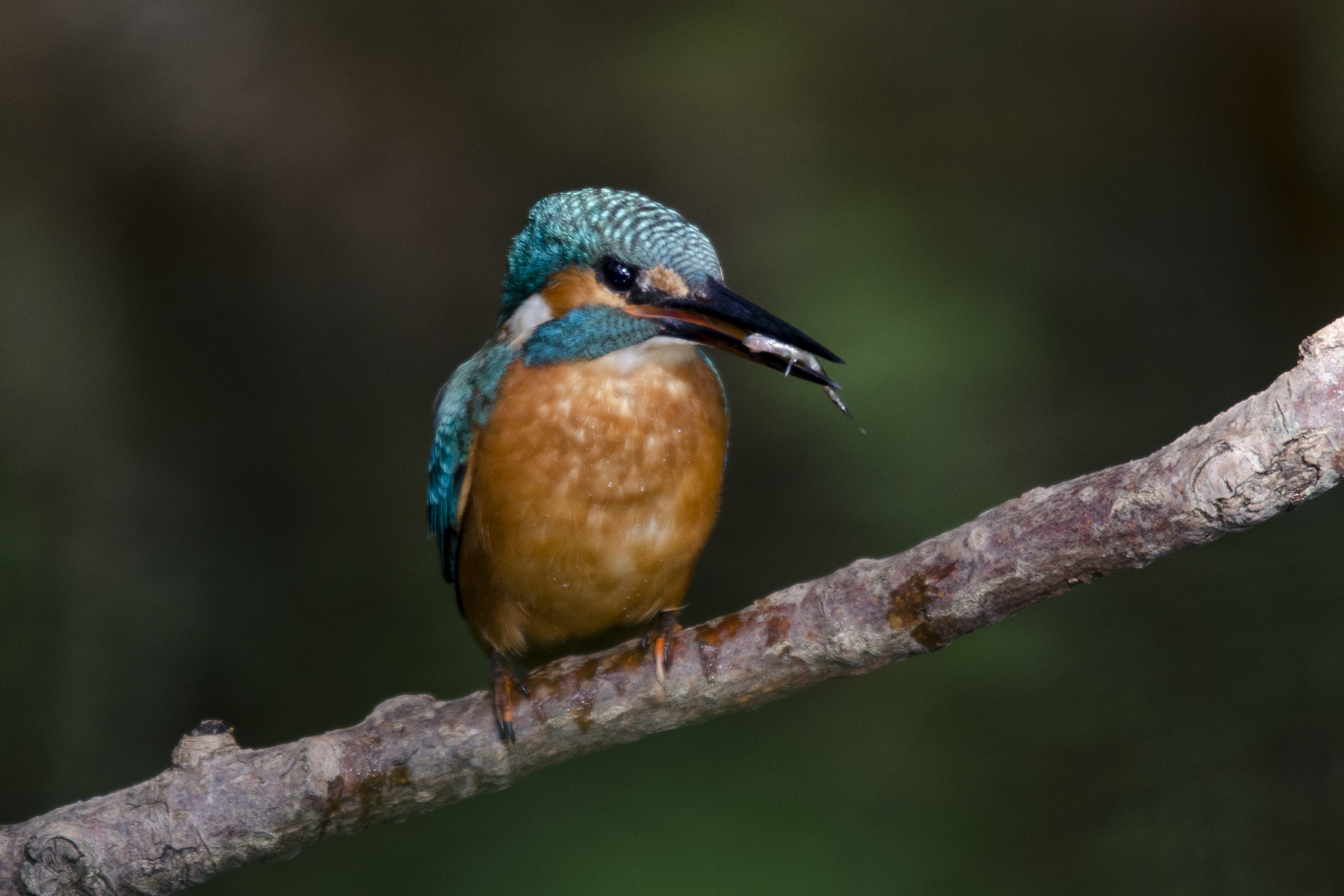 Kingfisher...