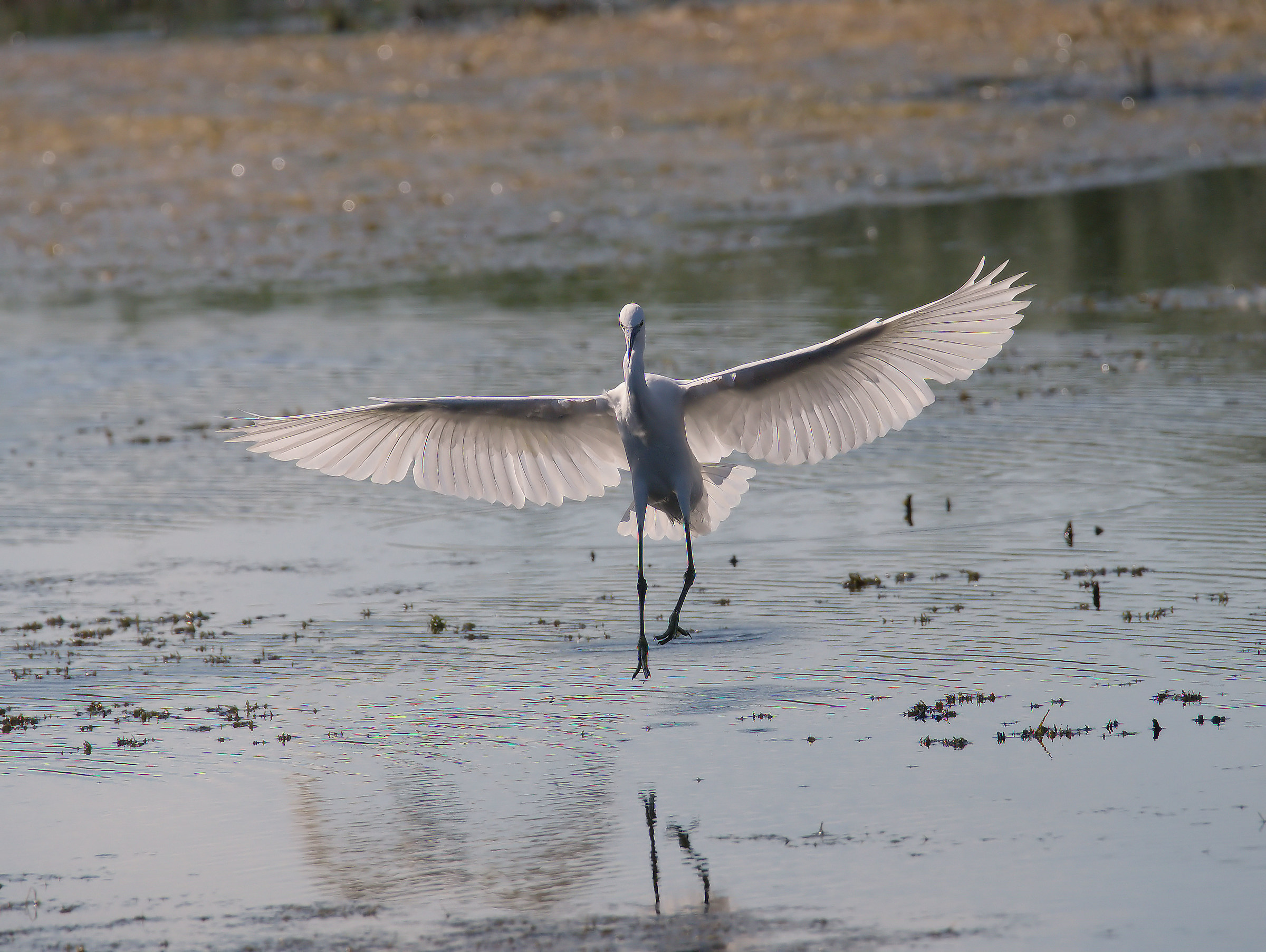Egret...