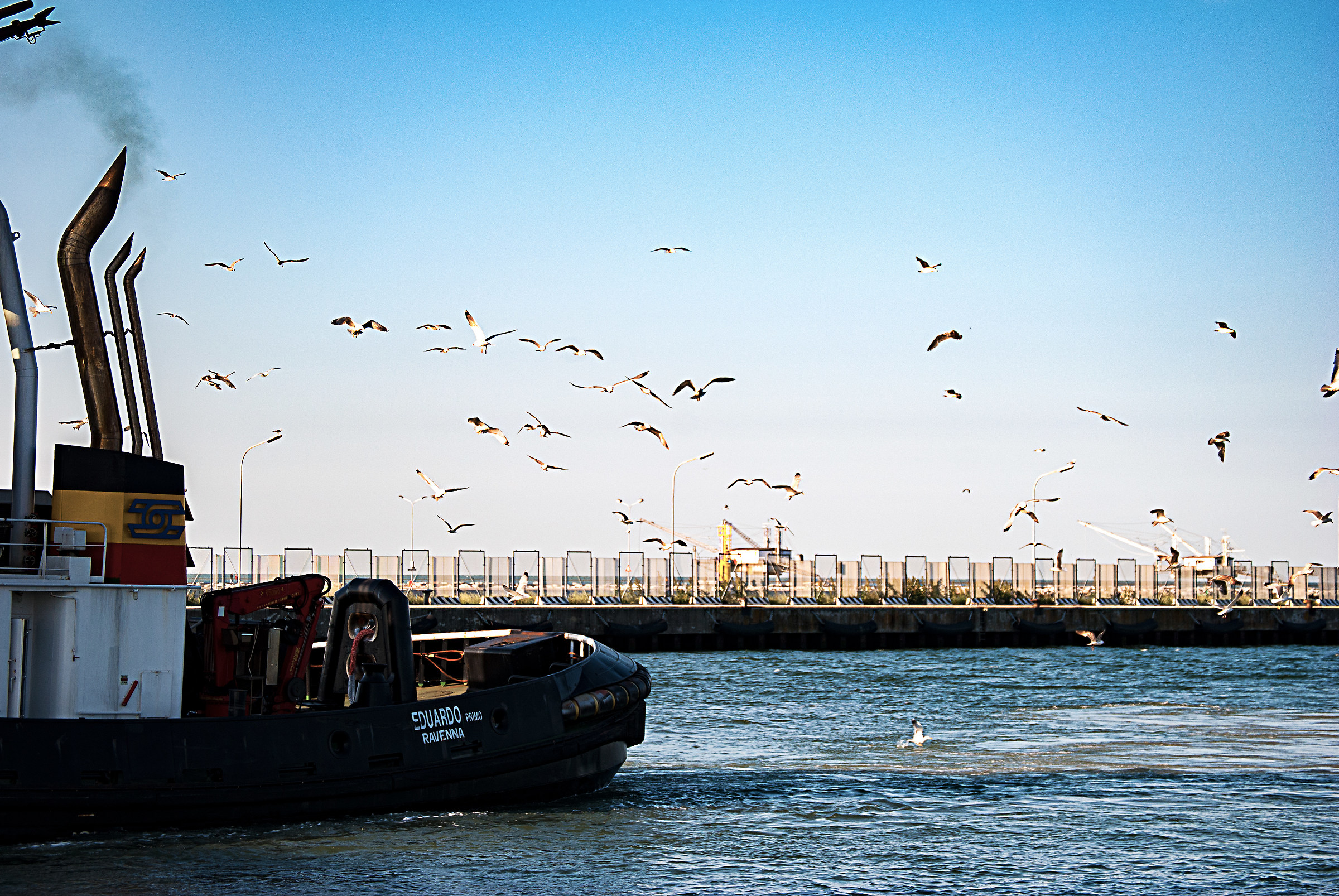 Seagulls...