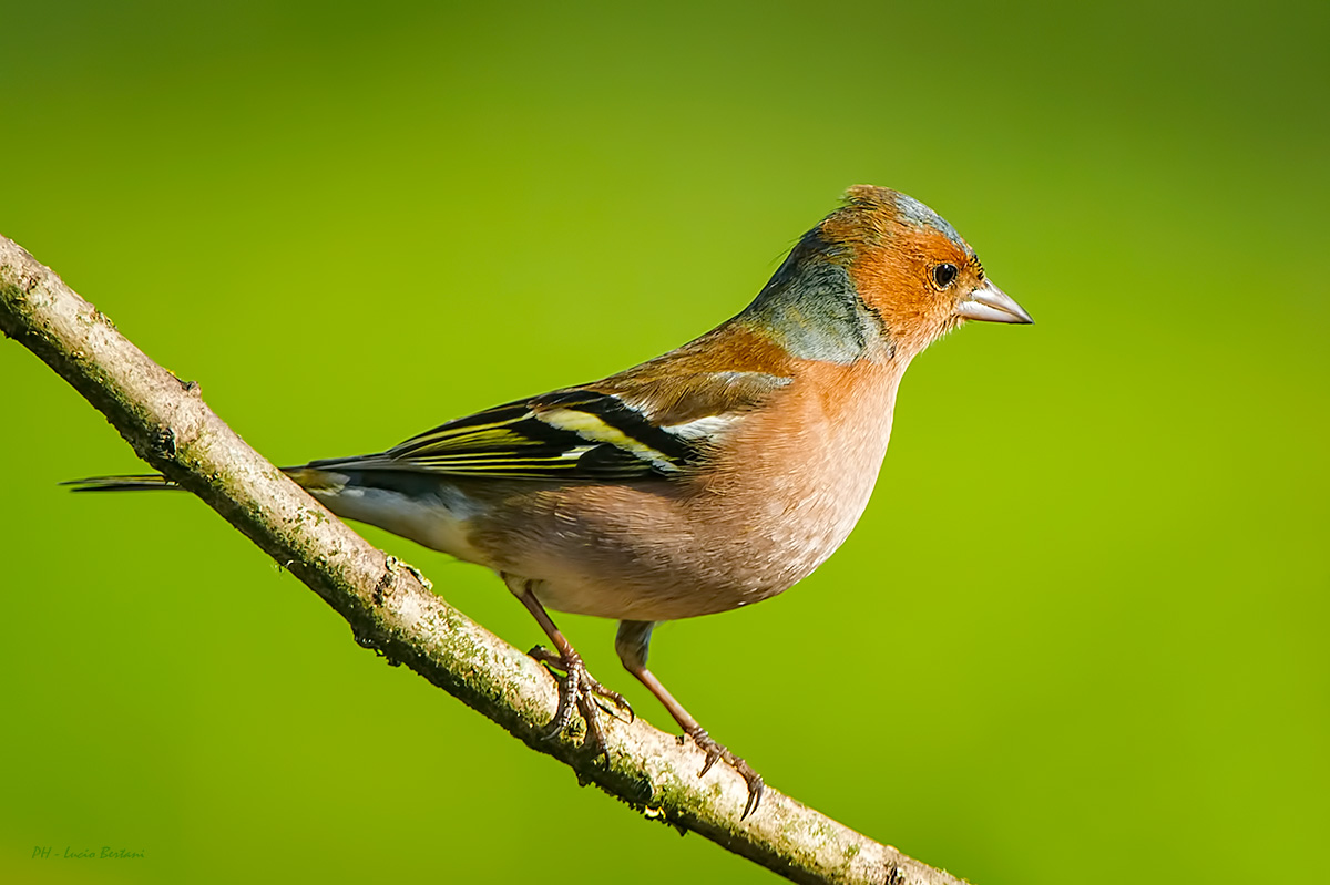 Chaffinch (male)...