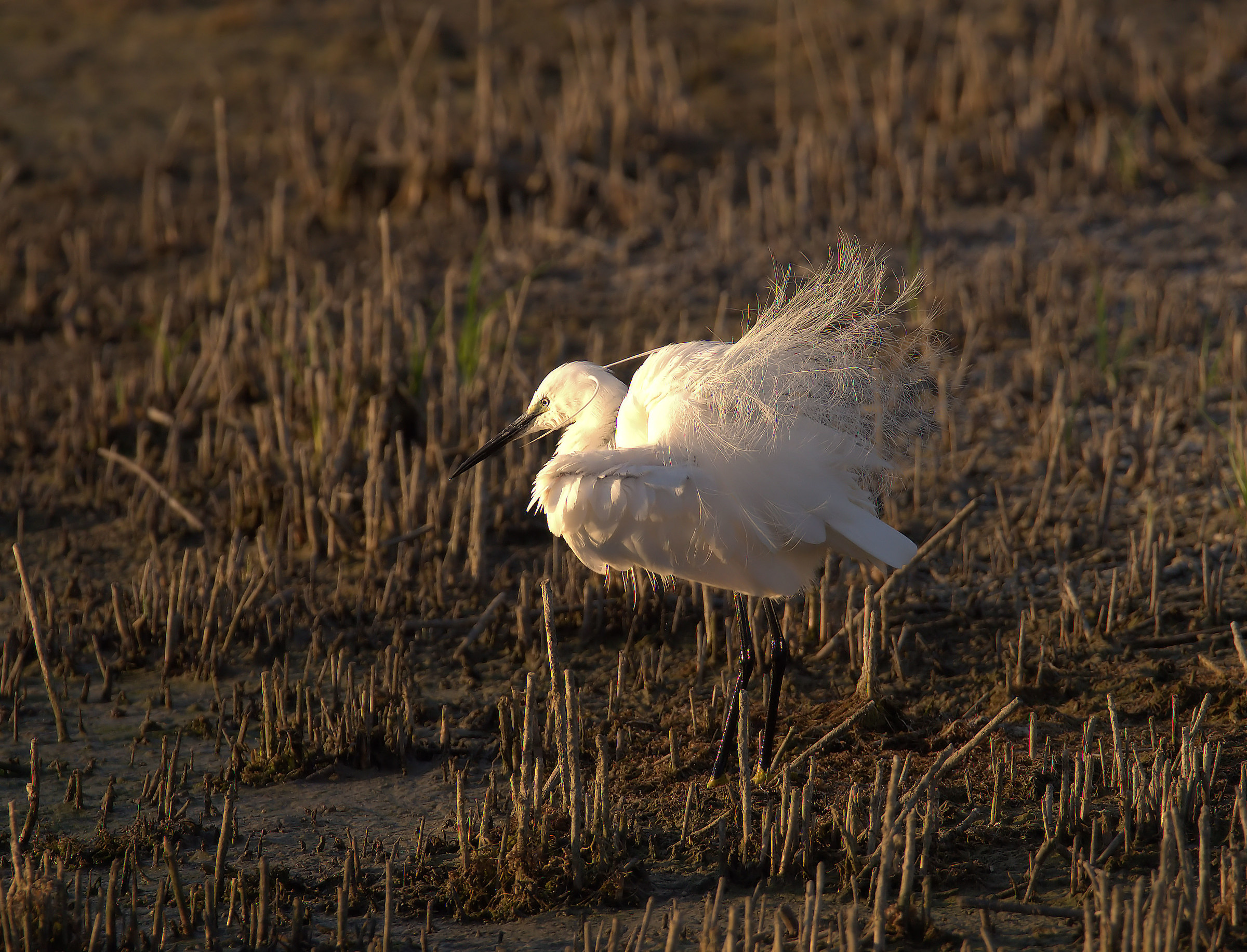 Egret...