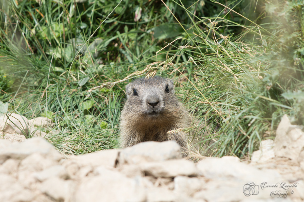 Marmot curious...