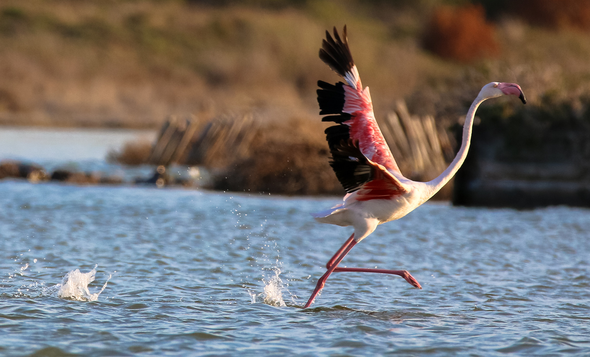 Flamingo fled...