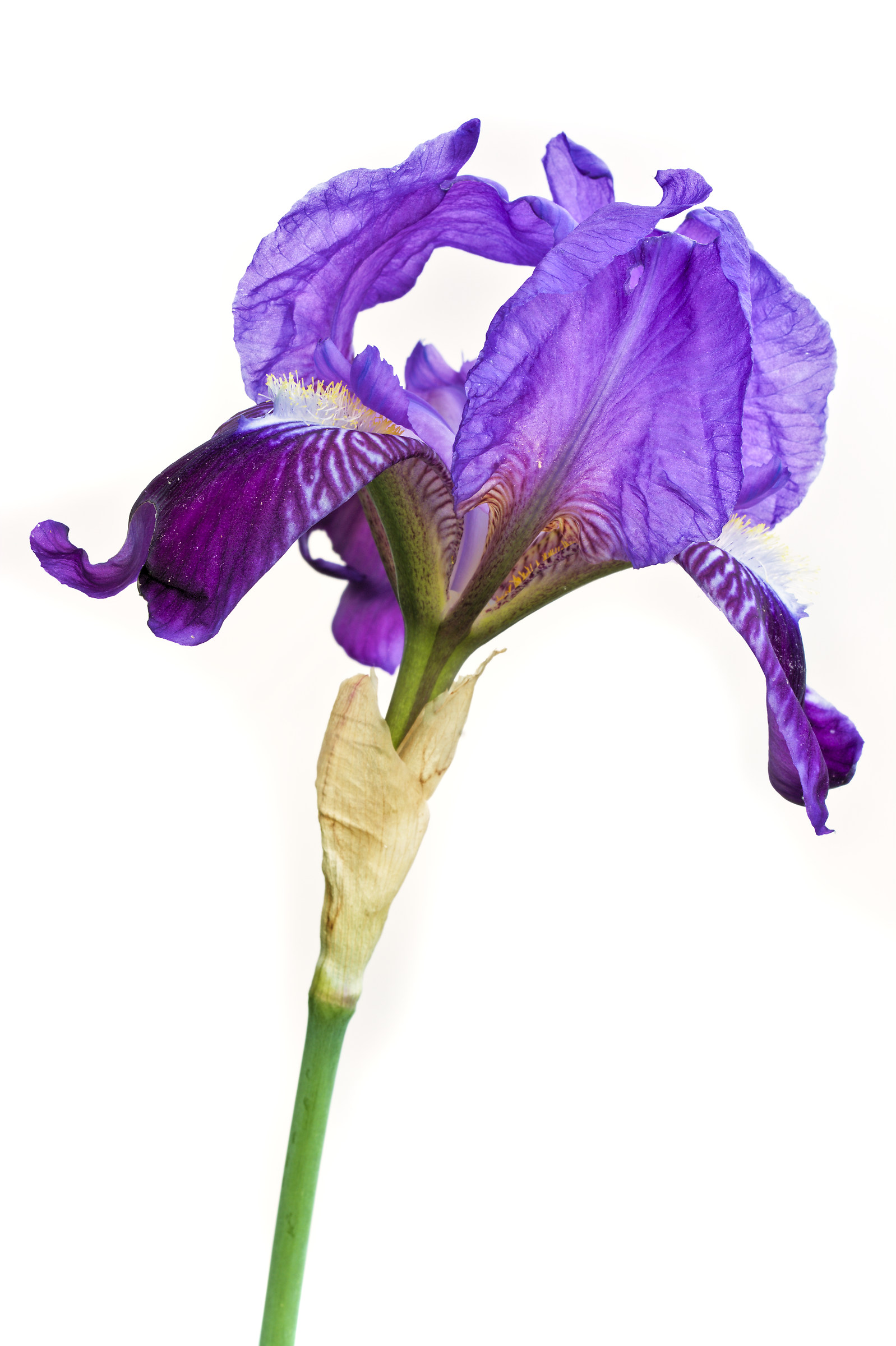 Iris germanica...