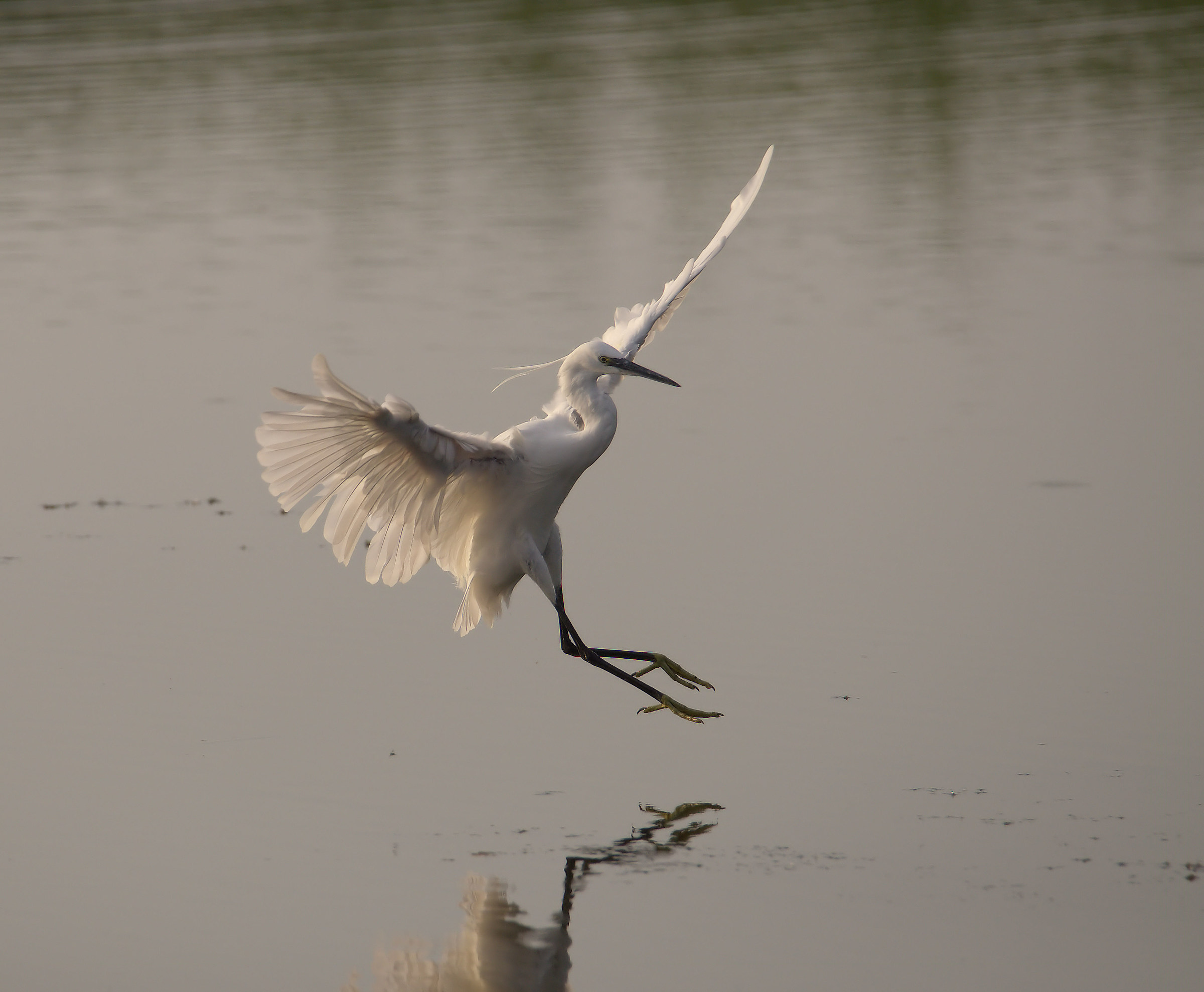 Egret...