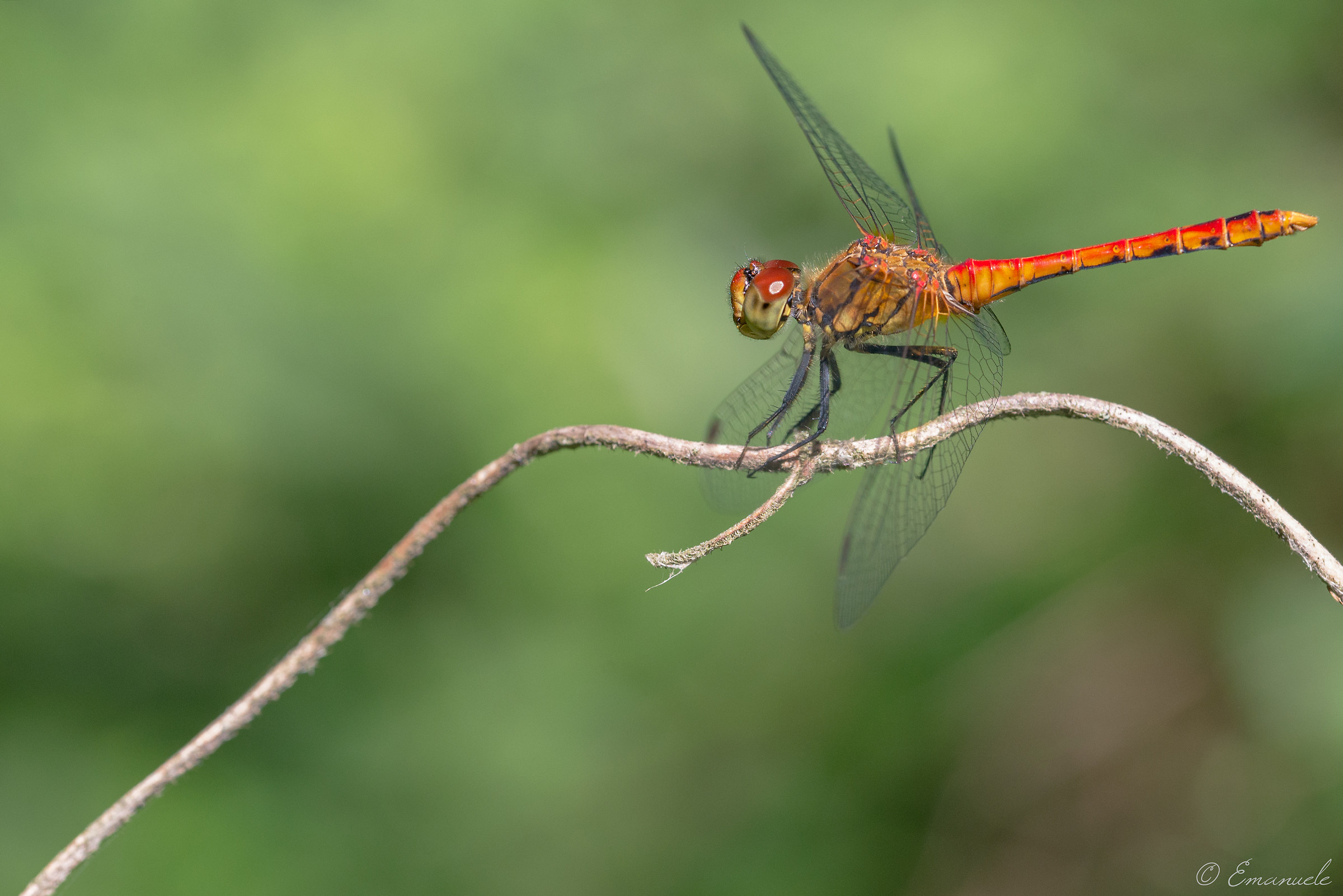 Sympetrum Sanguineum...