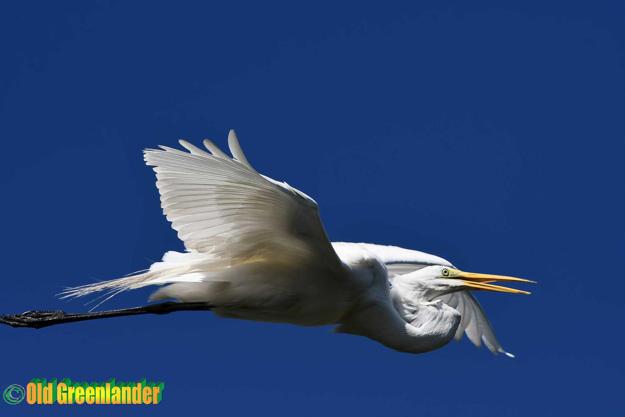 Great white egret...