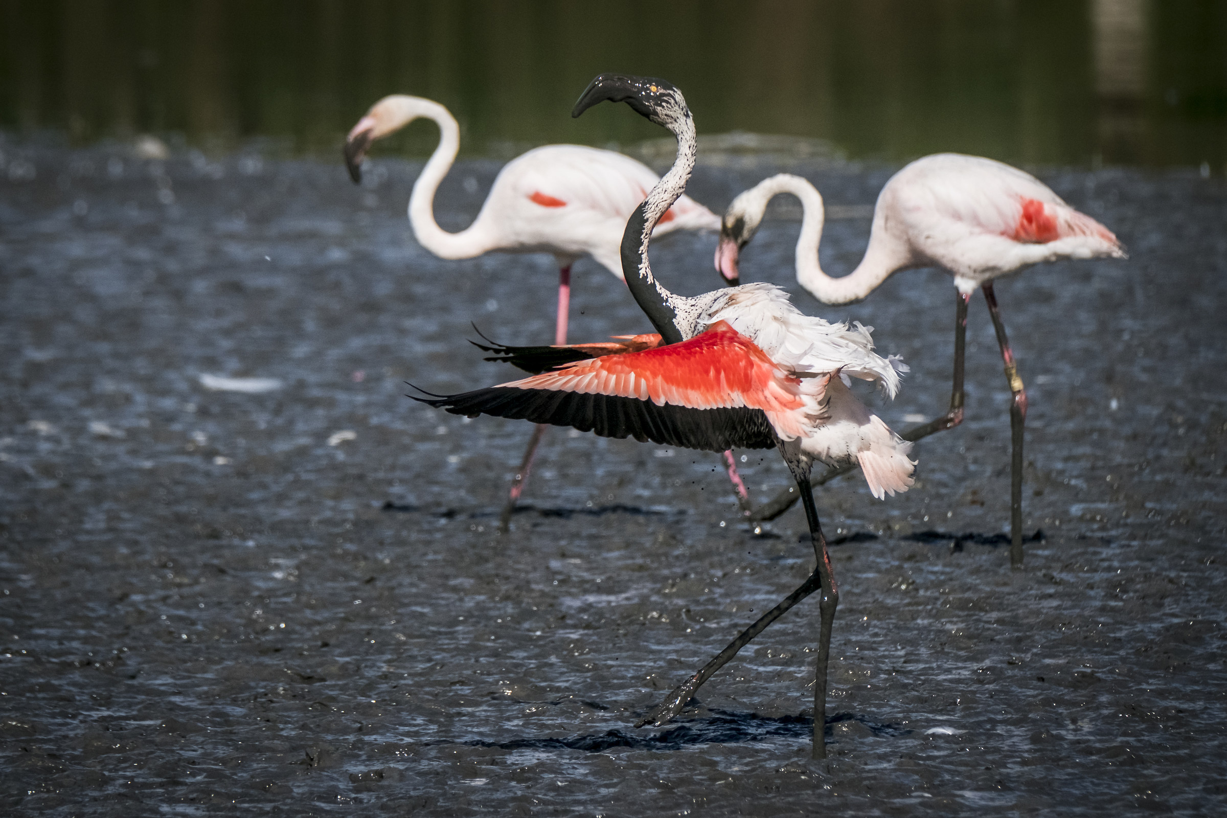 Pink Flamingo...